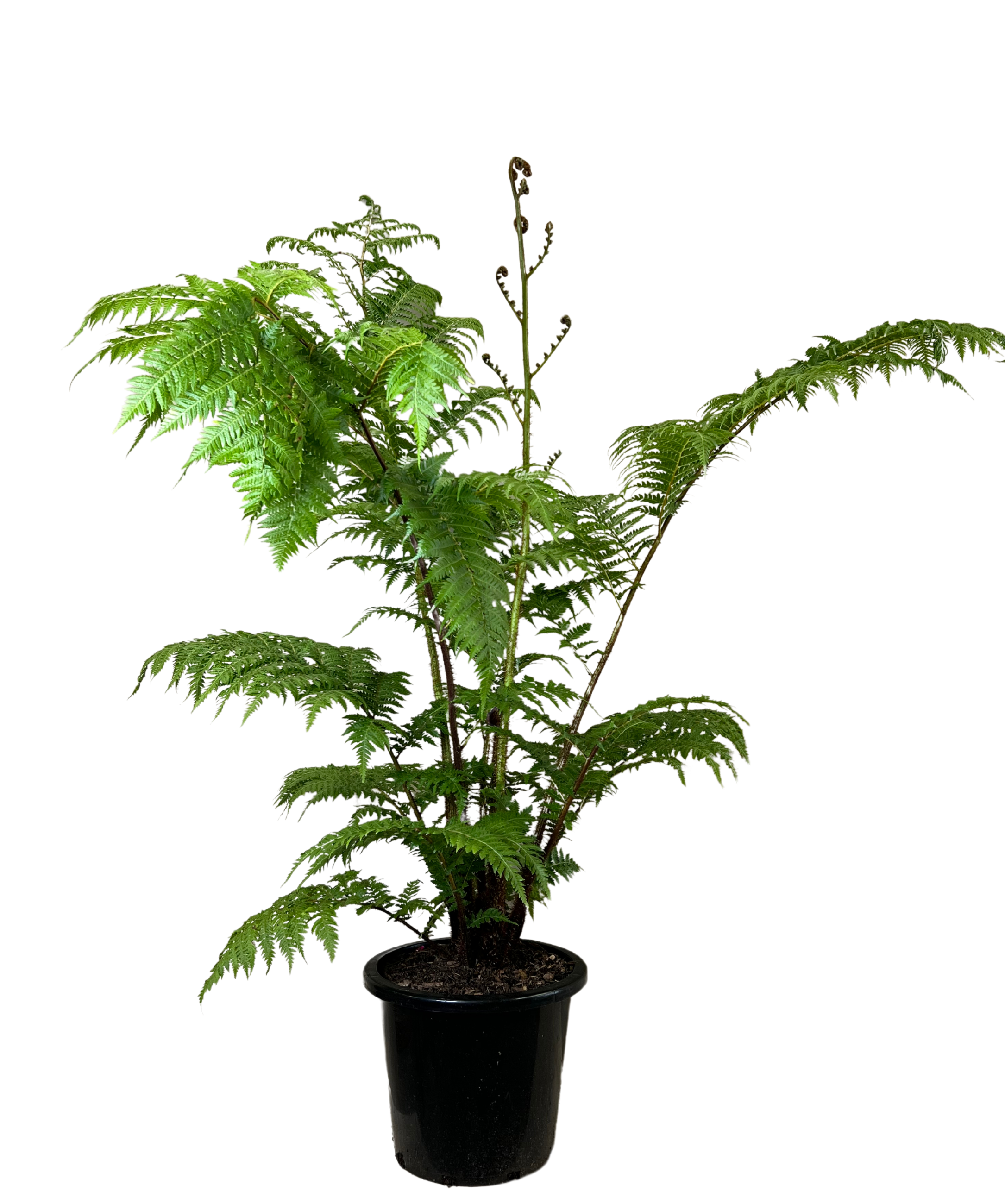 Australian Tree Fern - Cyathea Cooperii