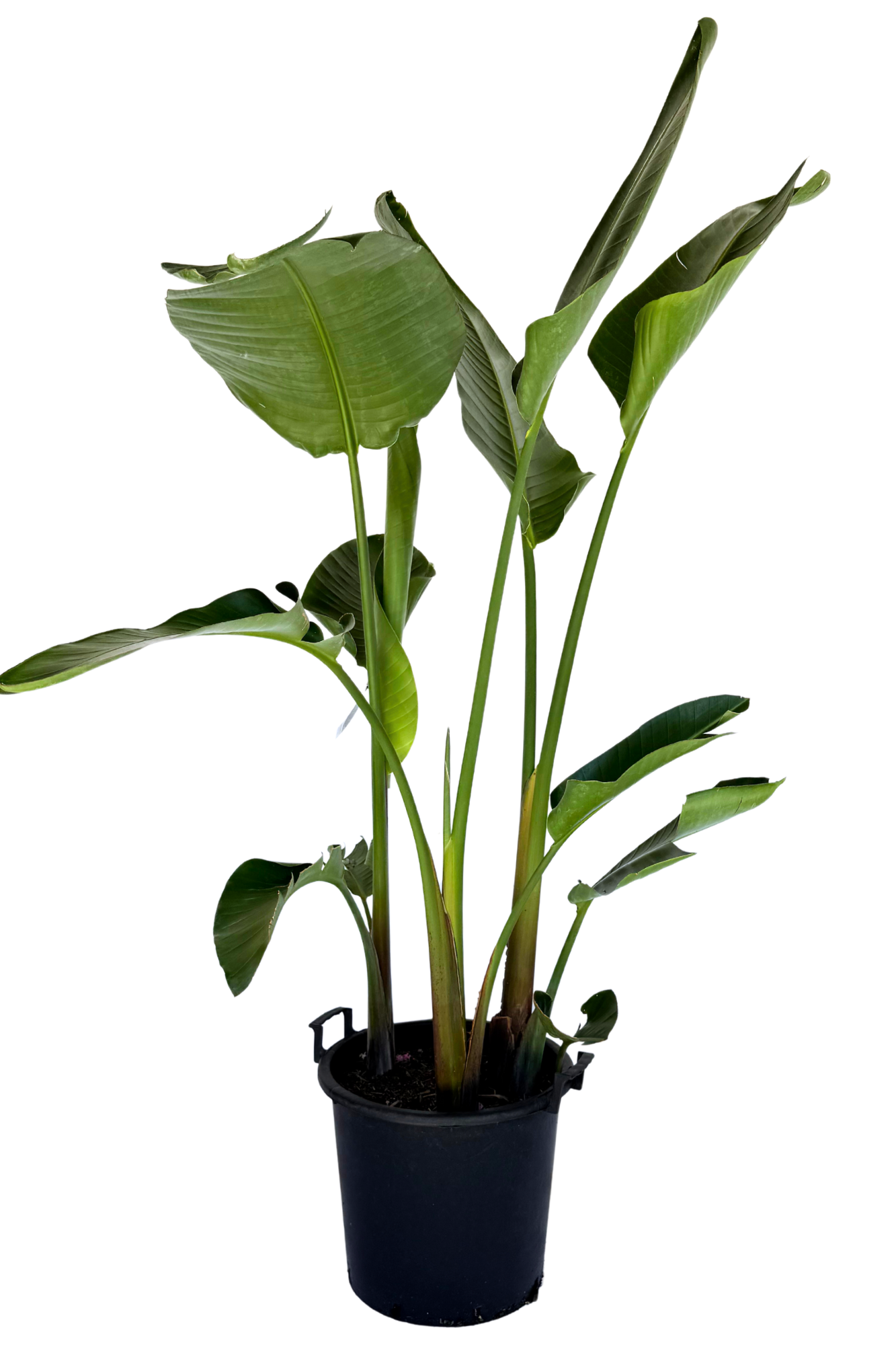 Strelitzia Reginae Triple Planted