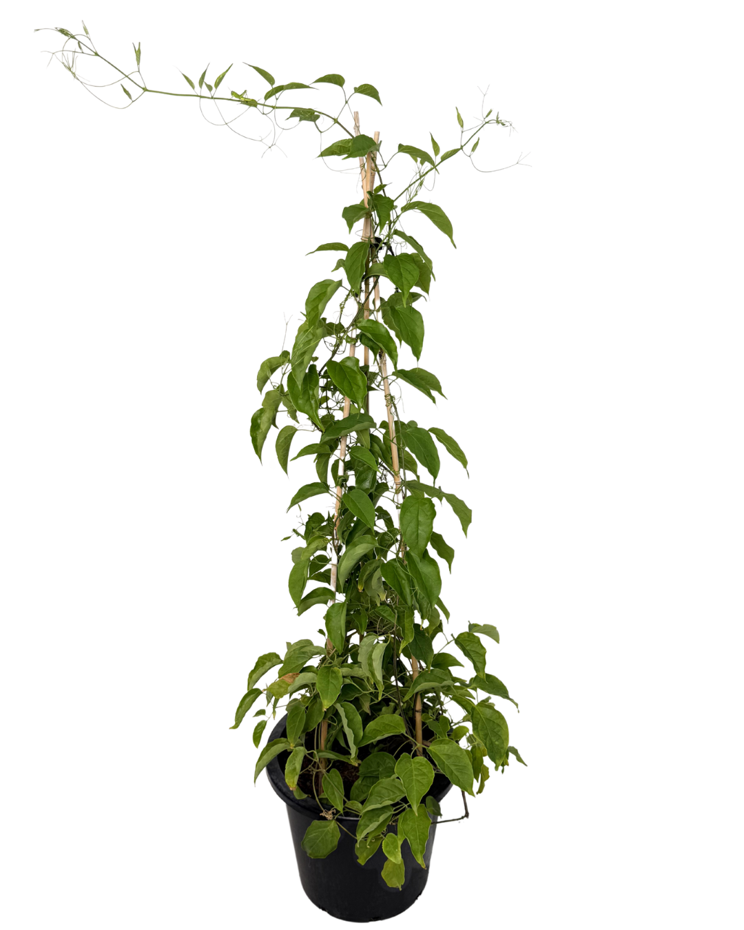 Pyrostegia Ignea