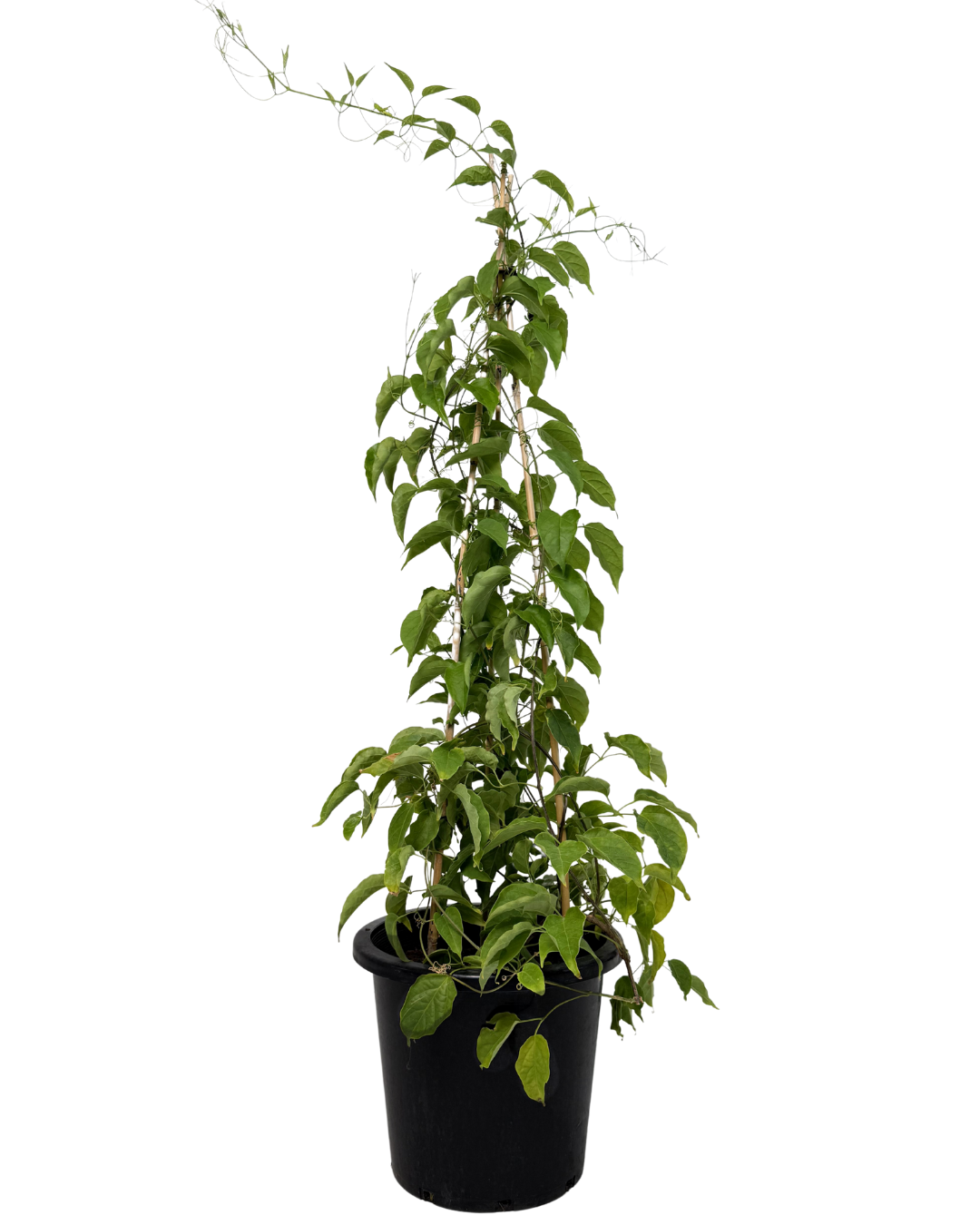 Pyrostegia Ignea