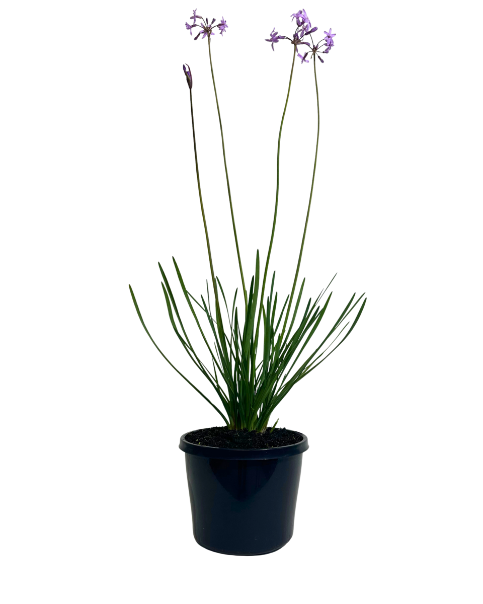 Tulbaghia Violacea
