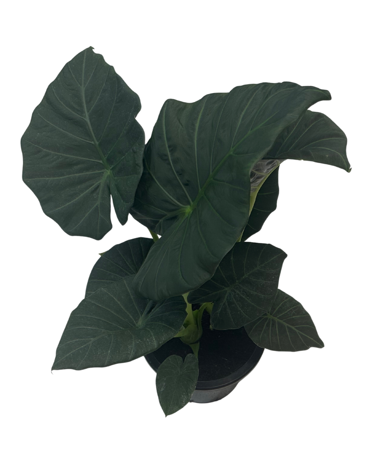 Alocasia Regal Shield