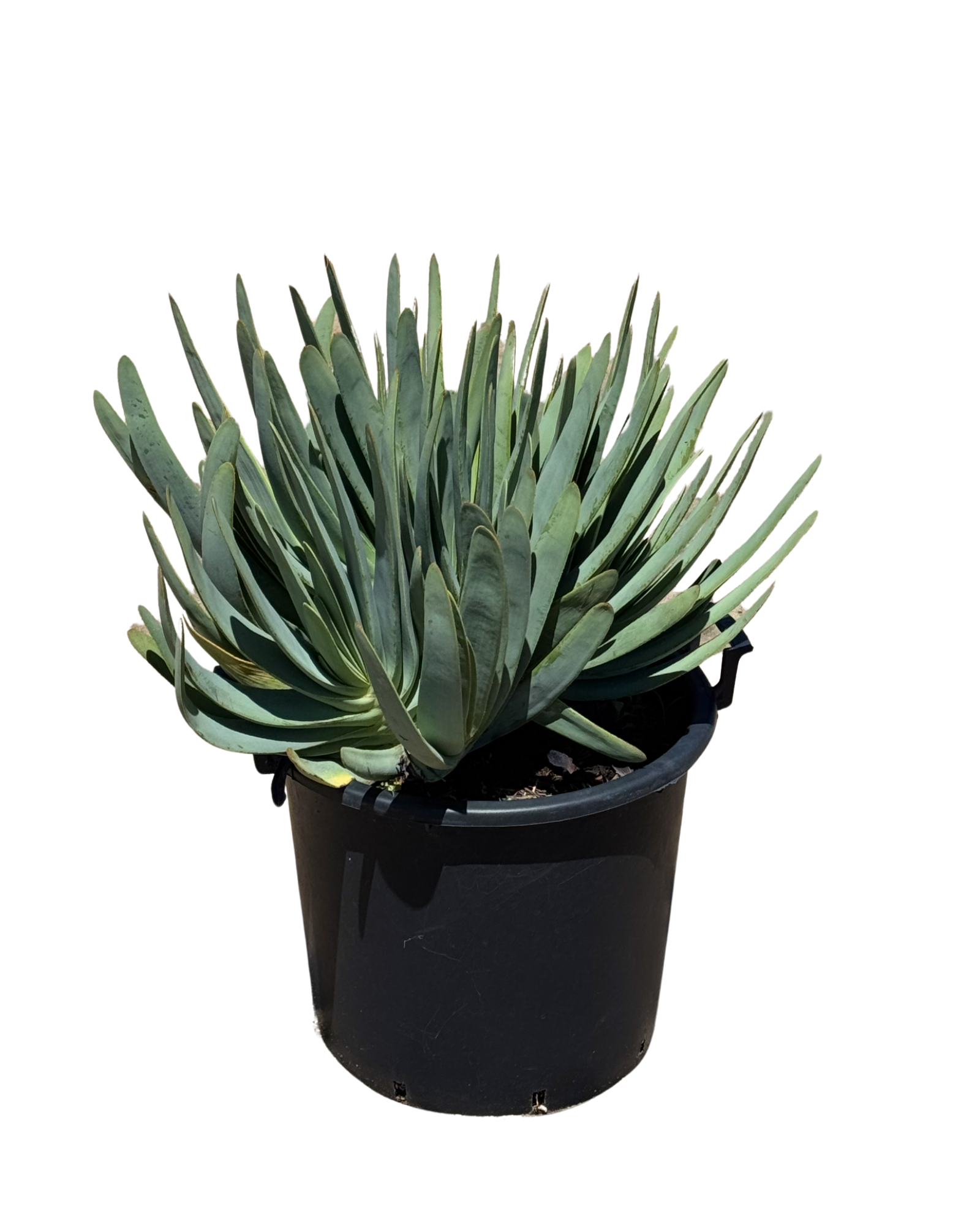 Aloe Plictilis