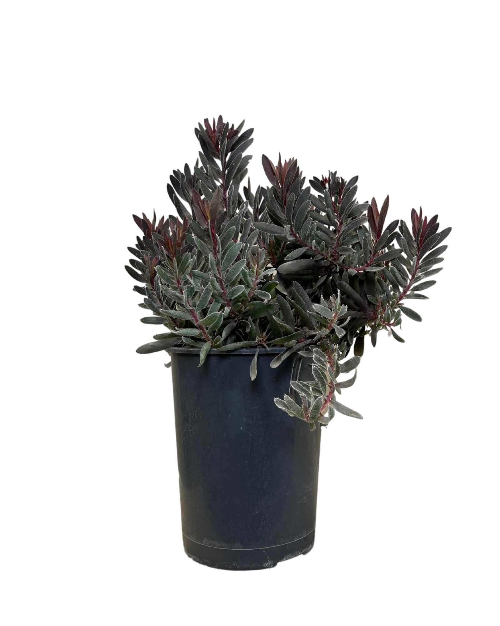 Leucadendron Ebony