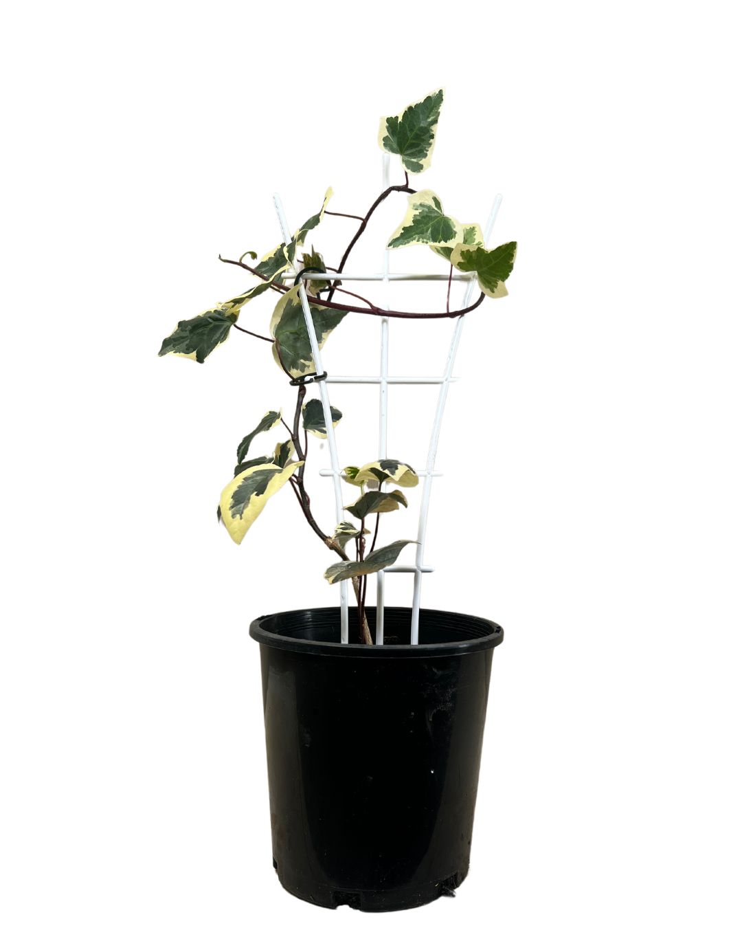 Hedera Canariensis Var