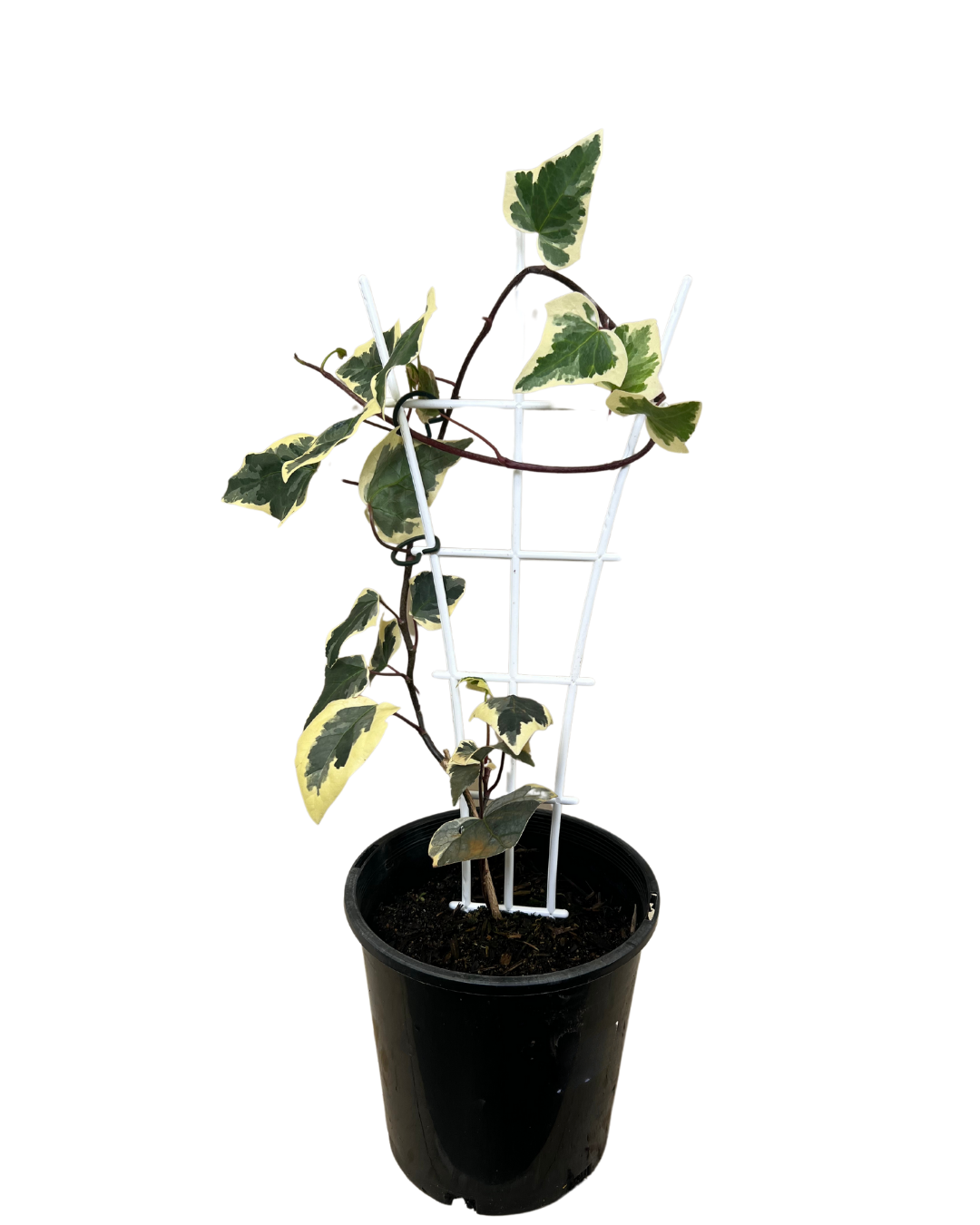 Hedera Canariensis Var