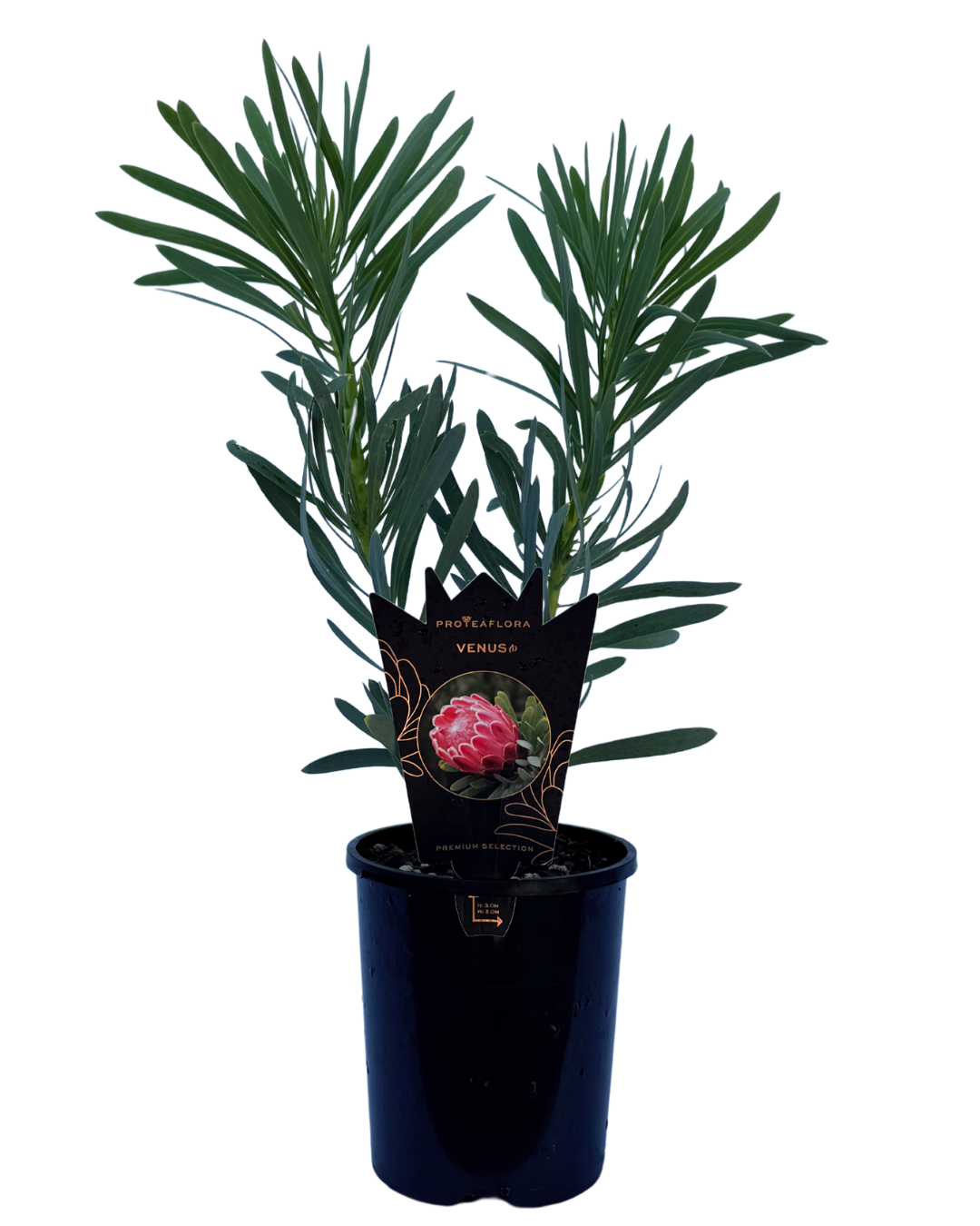 Protea Repens x Aristata Venus