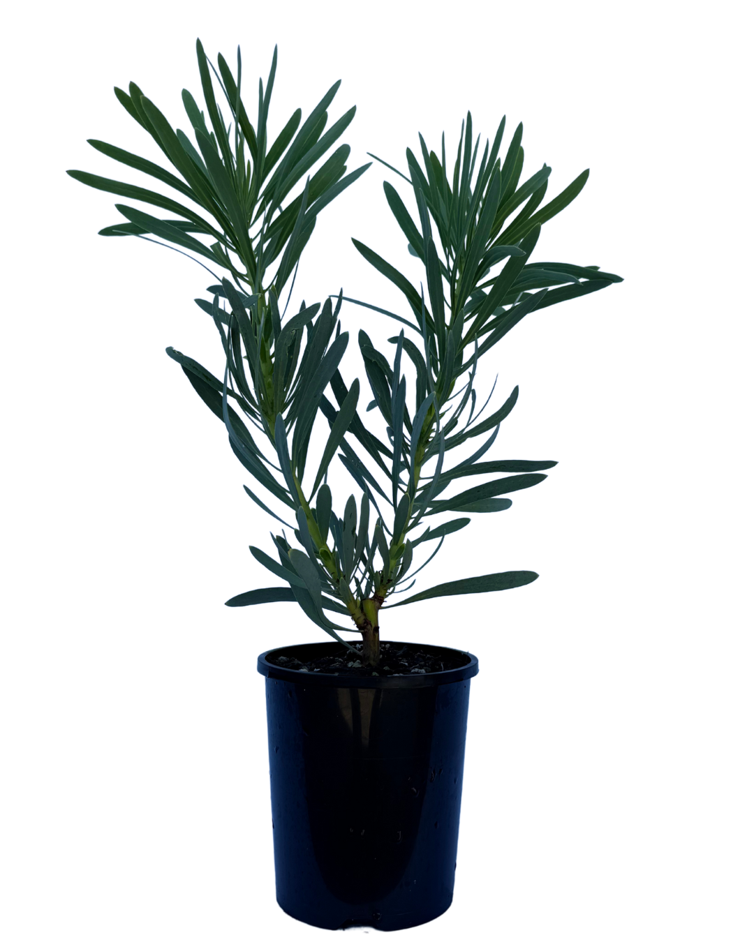 Protea Repens x Aristata Venus