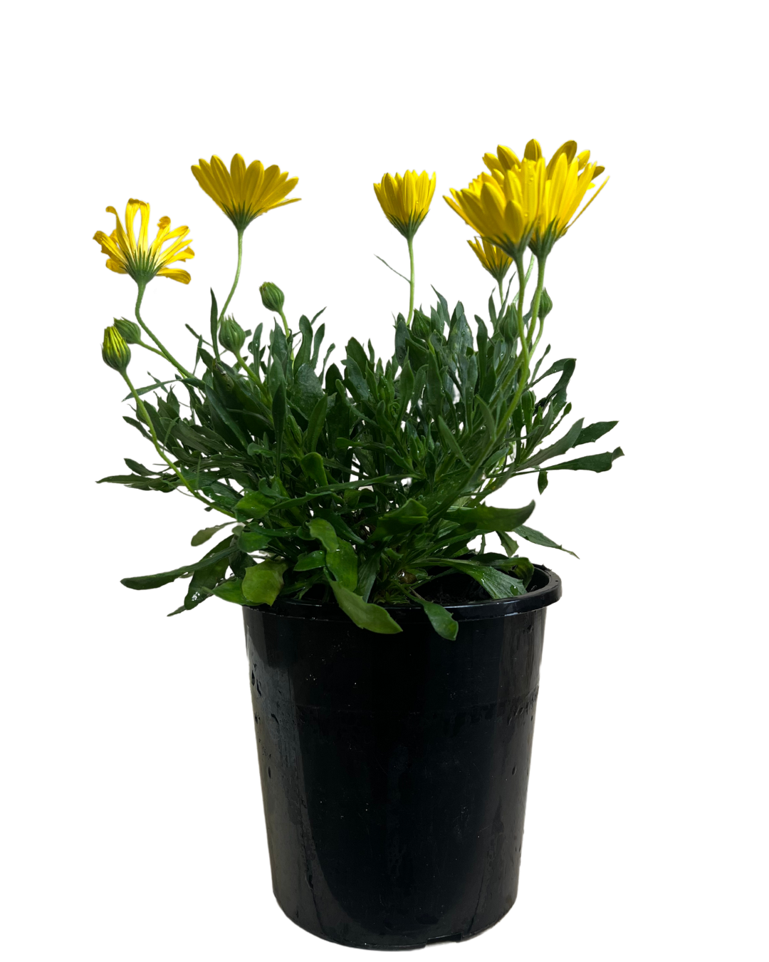 Arican Daisy - Osteospermum Voltage Yellow