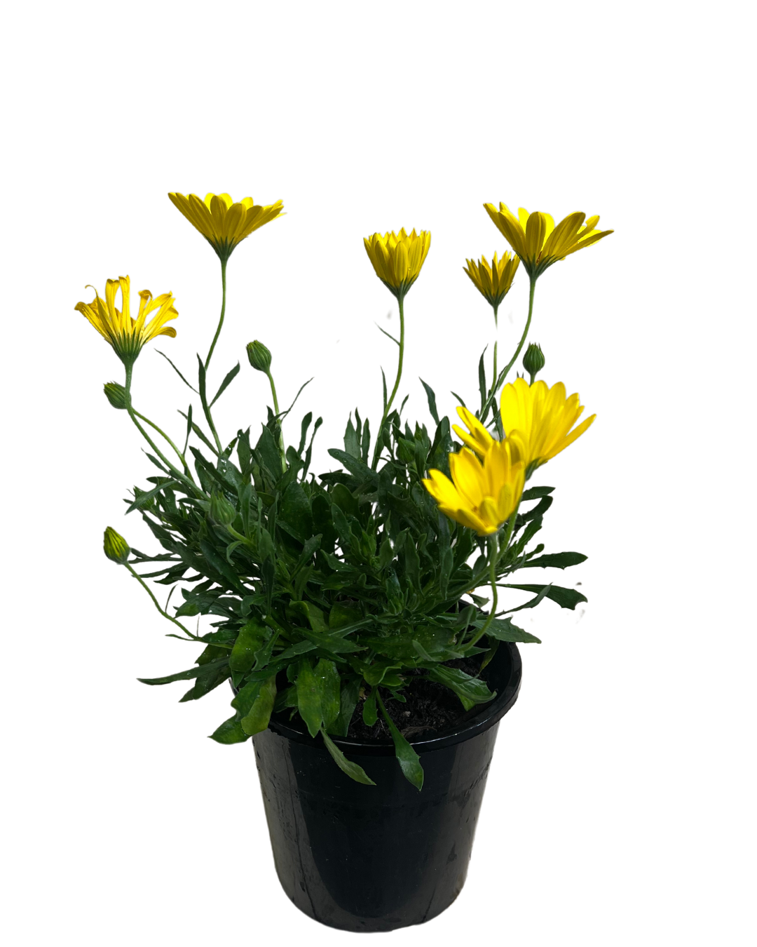 Arican Daisy - Osteospermum Voltage Yellow