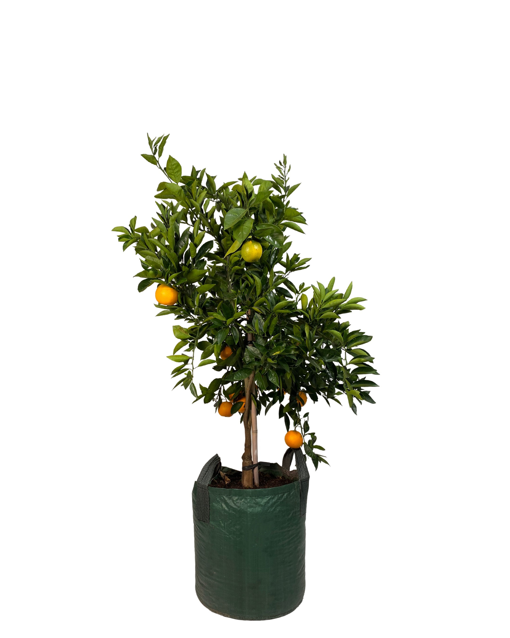 Orange - Valencia