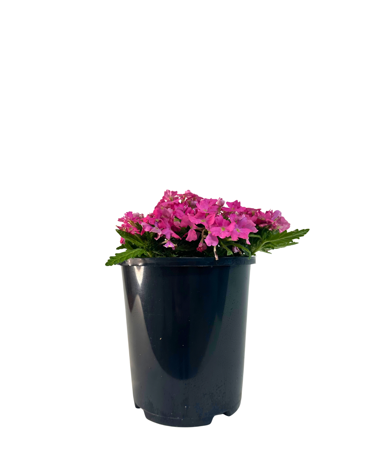 Verbena Vanessa Deep