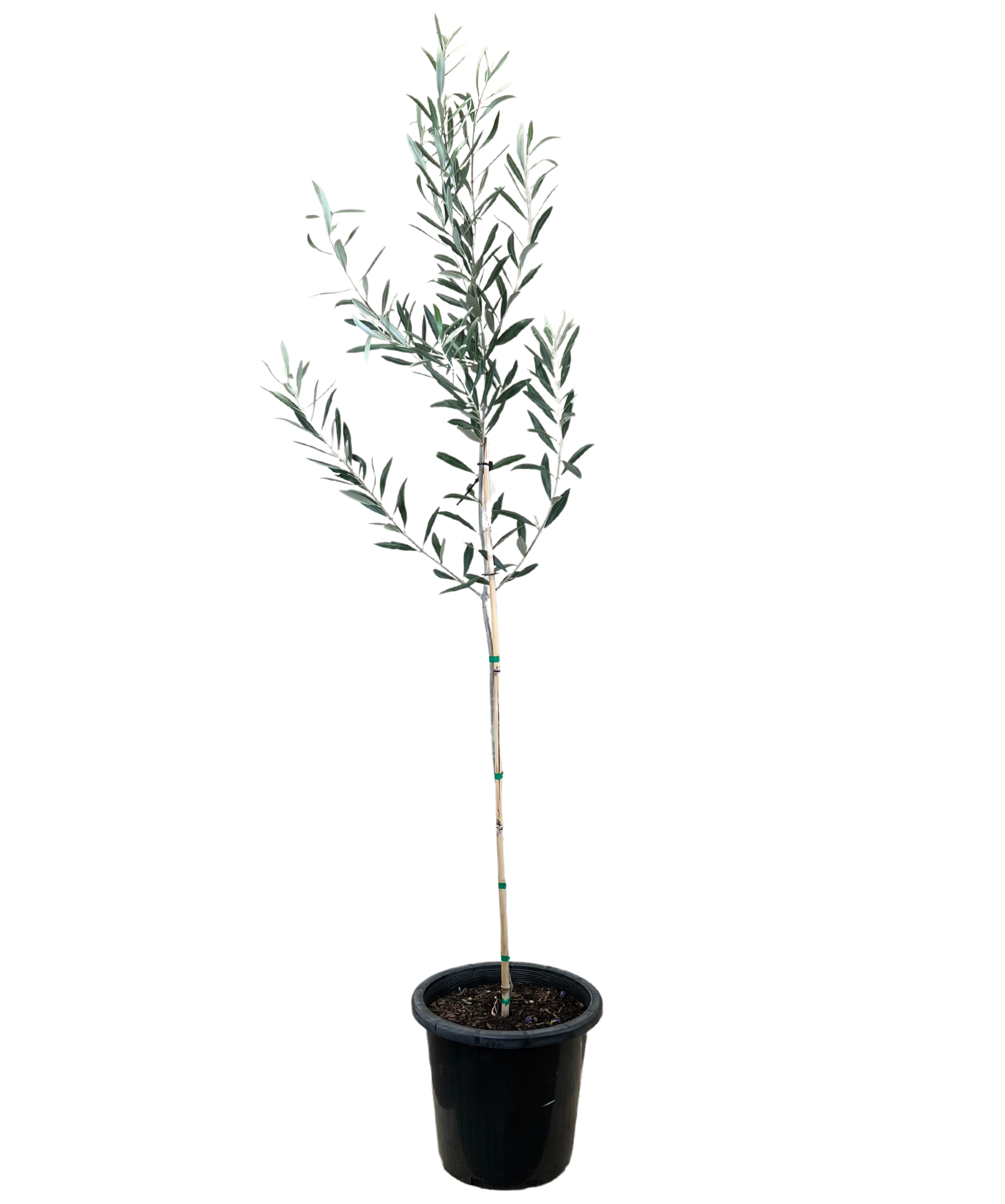 Olive - Olea Verdale