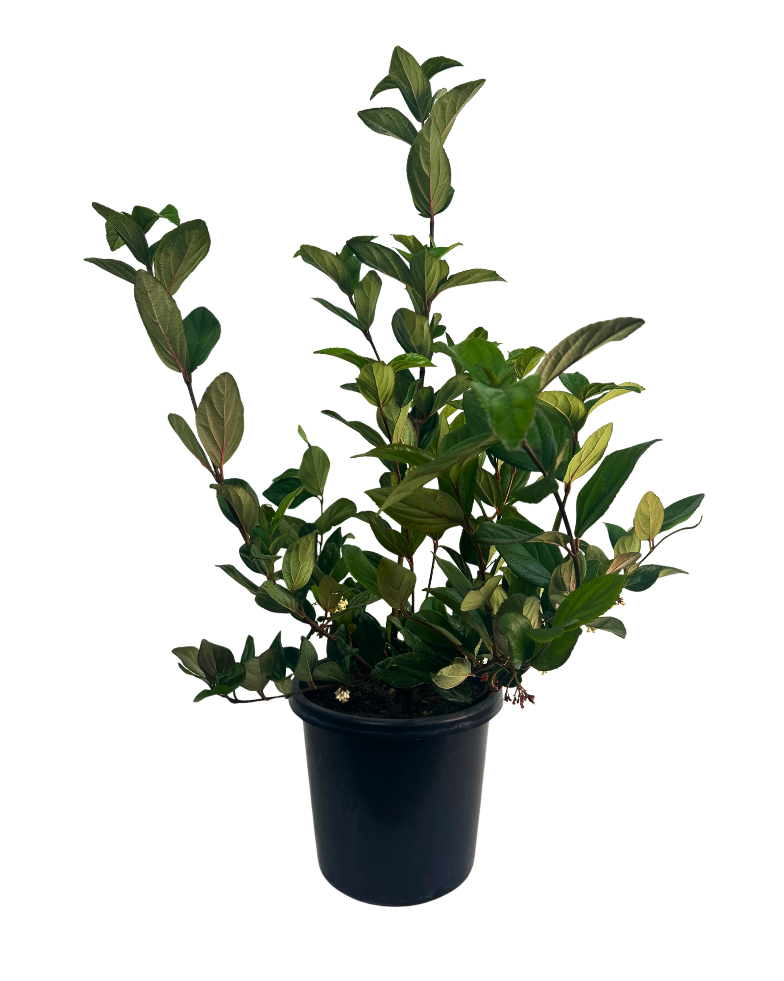 Viburnum Suspensum