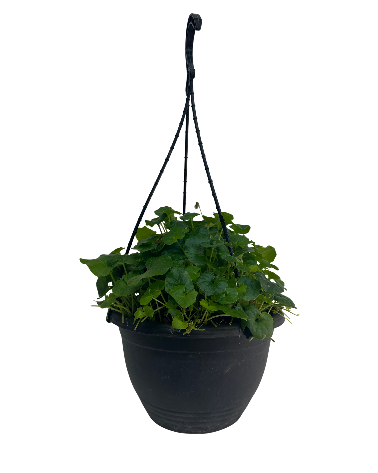 Australian Violet - Viola Hederacea - Hanging Basket