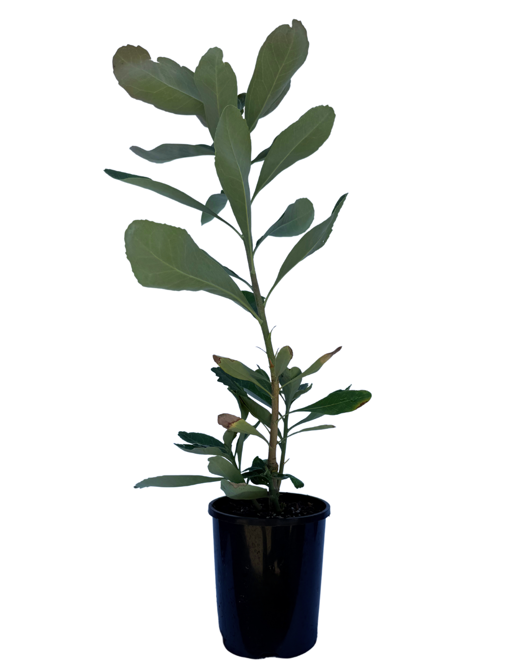 Telopea Enchanted Flame