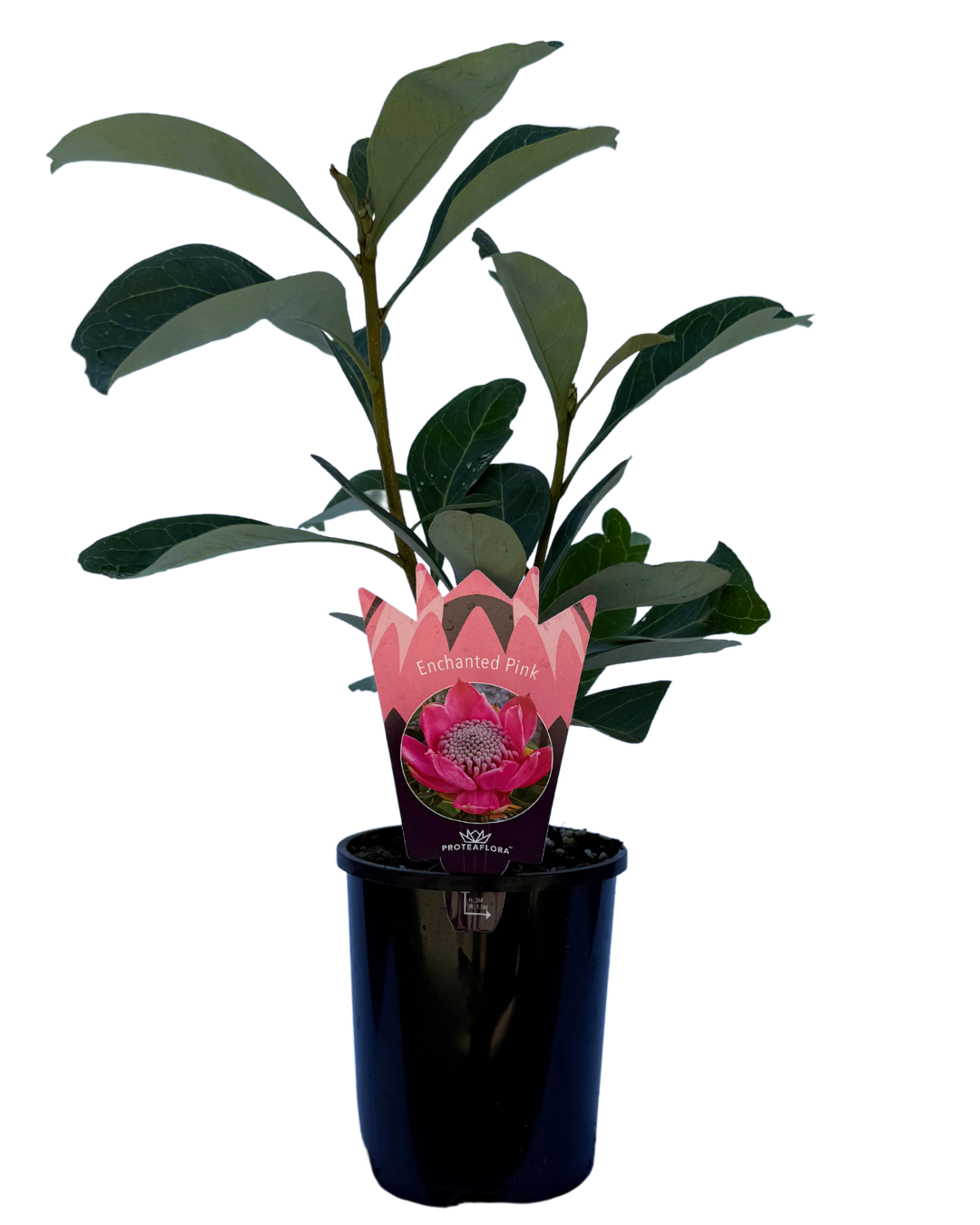 Telopea Enchanted Pink