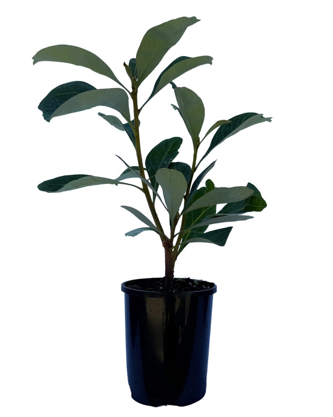 Telopea Enchanted Pink