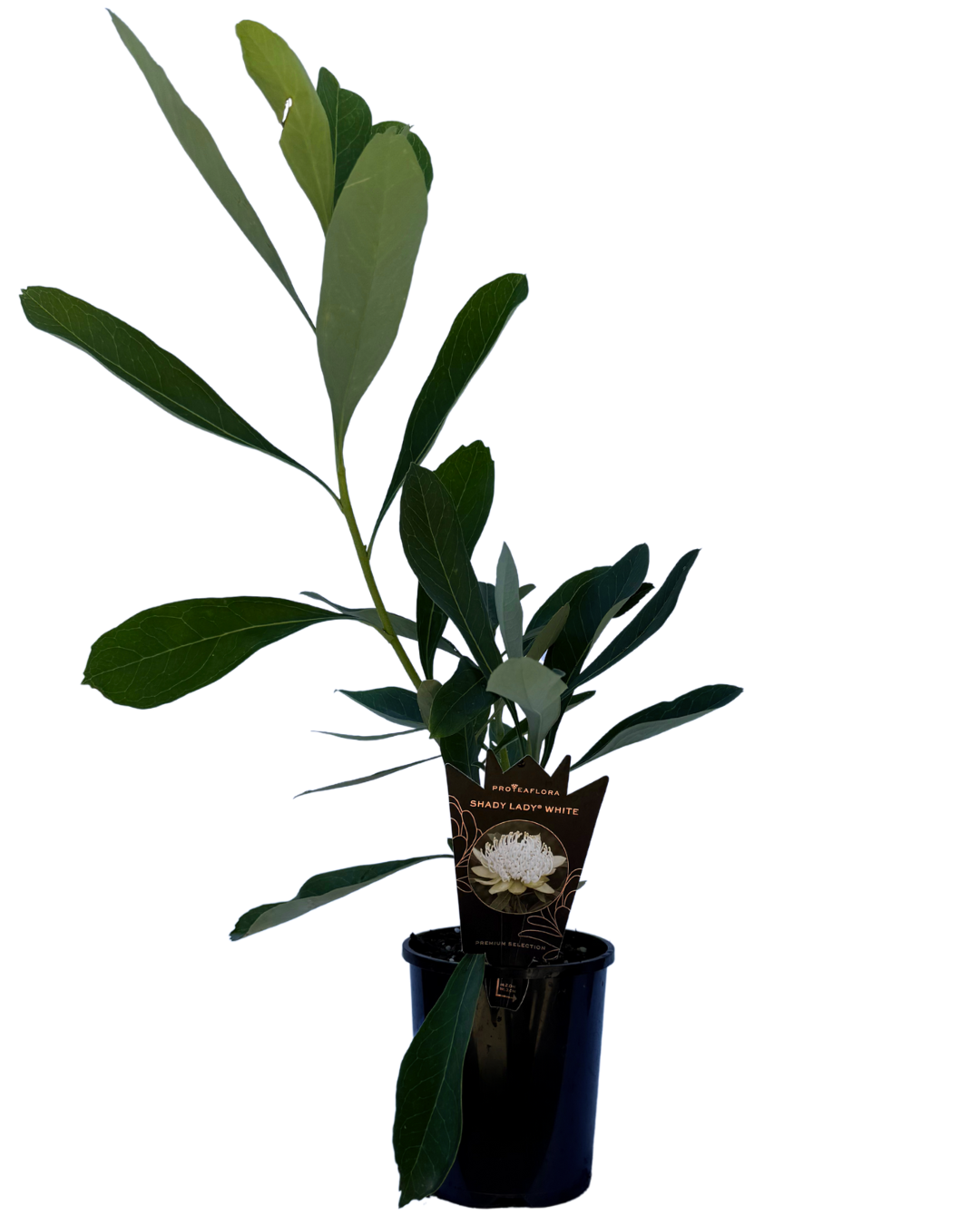 Telopea Shady Lady White