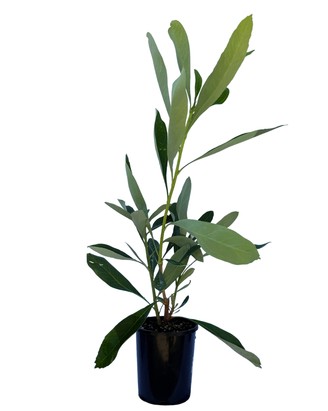 Telopea Shady Lady White