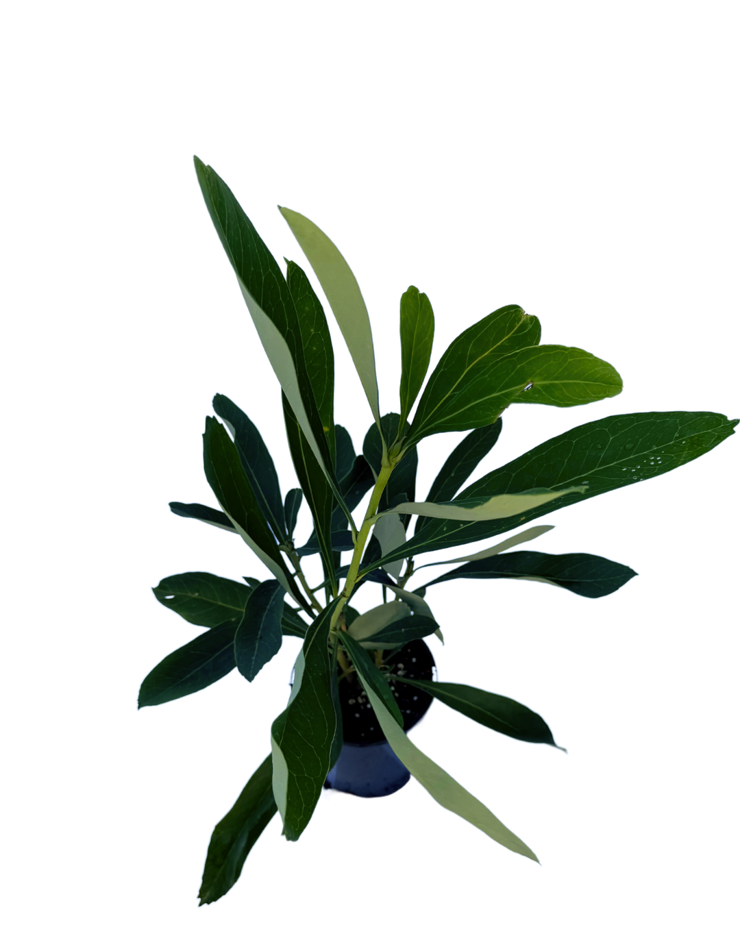 Telopea Shady Lady White