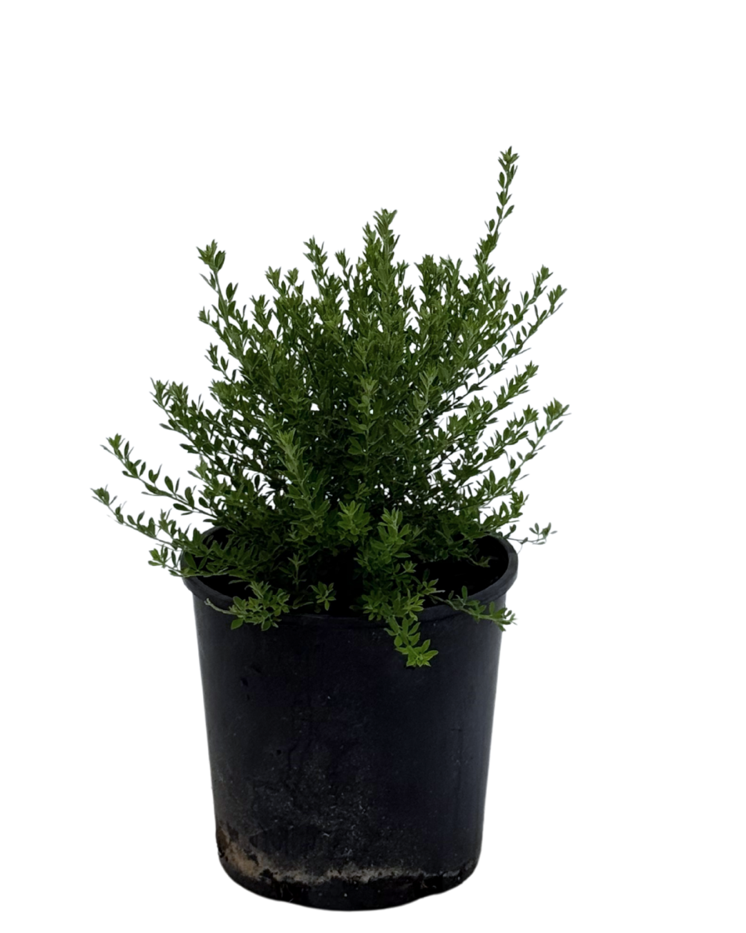 Westringia Fruticosa