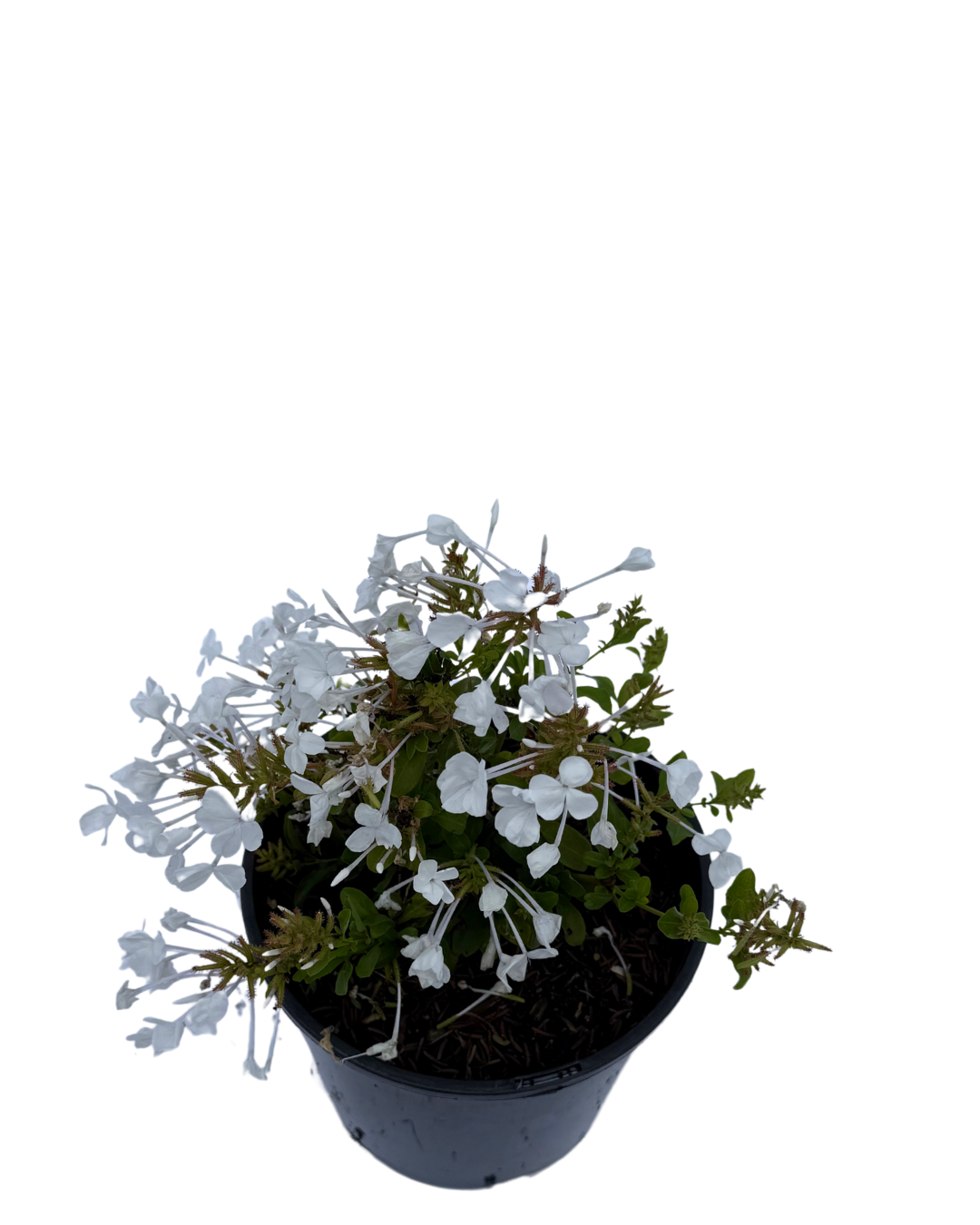 Plumbago White