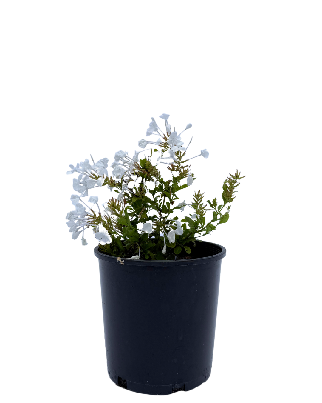 Plumbago White