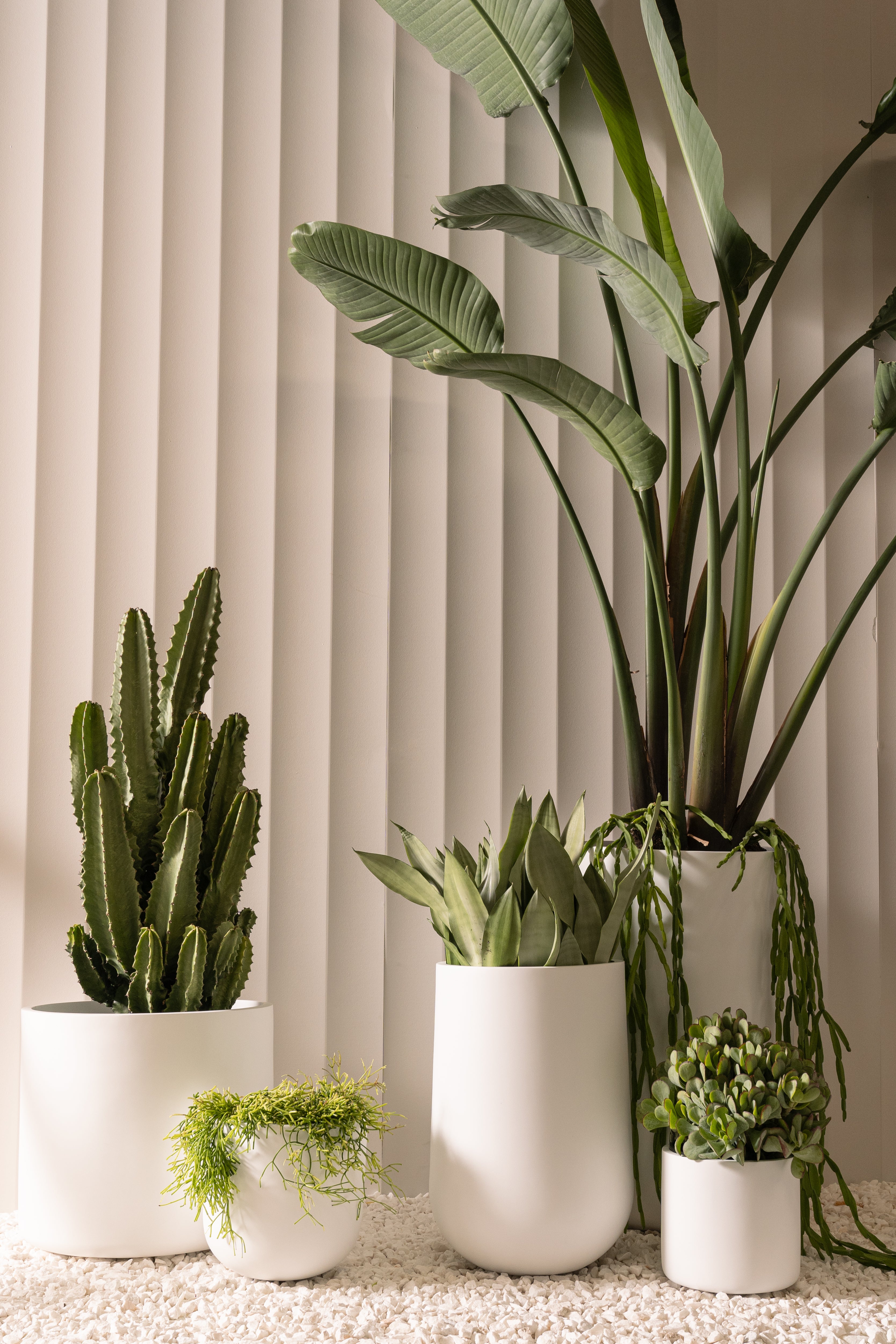 Waratah Pot
