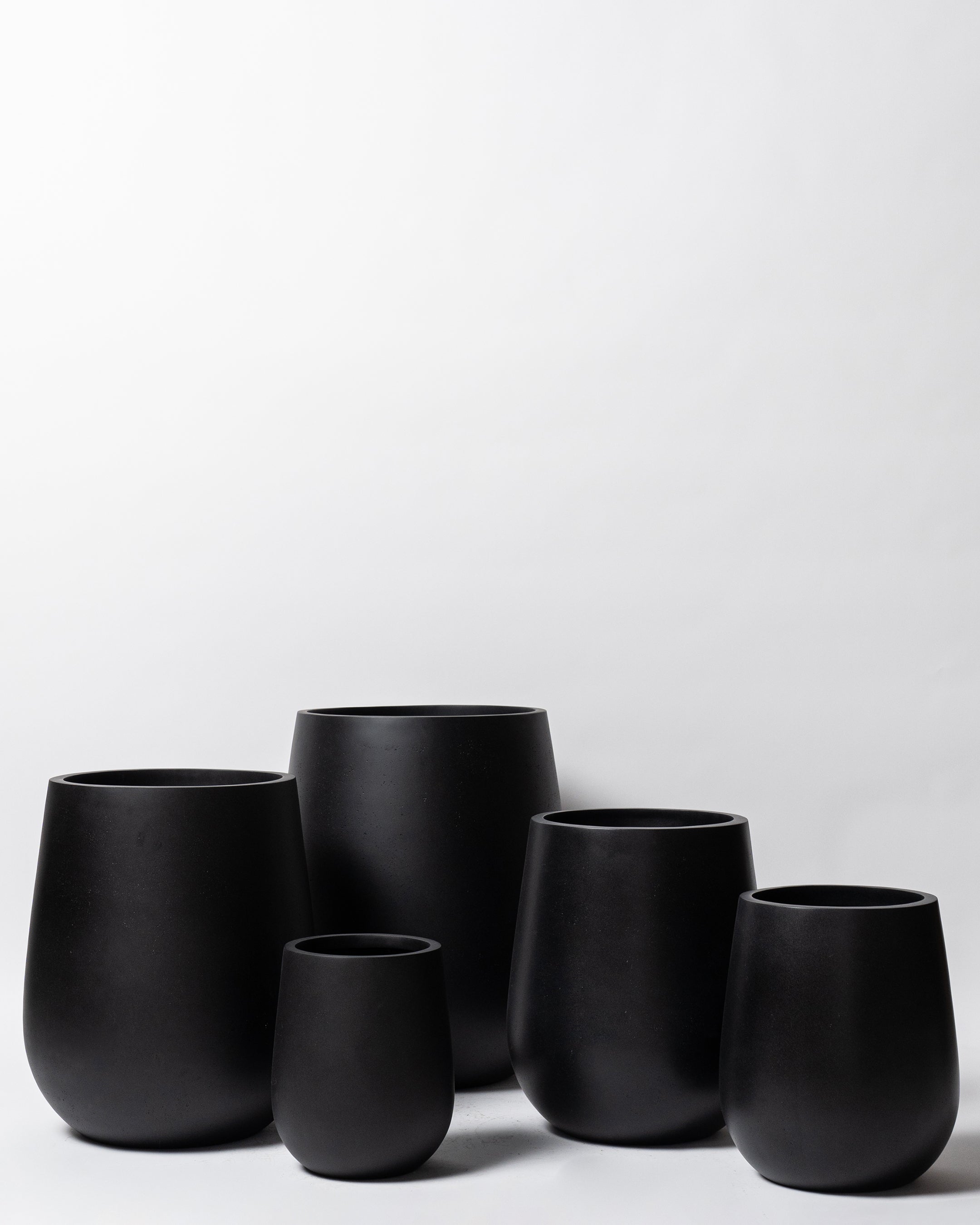 Westringia Pot