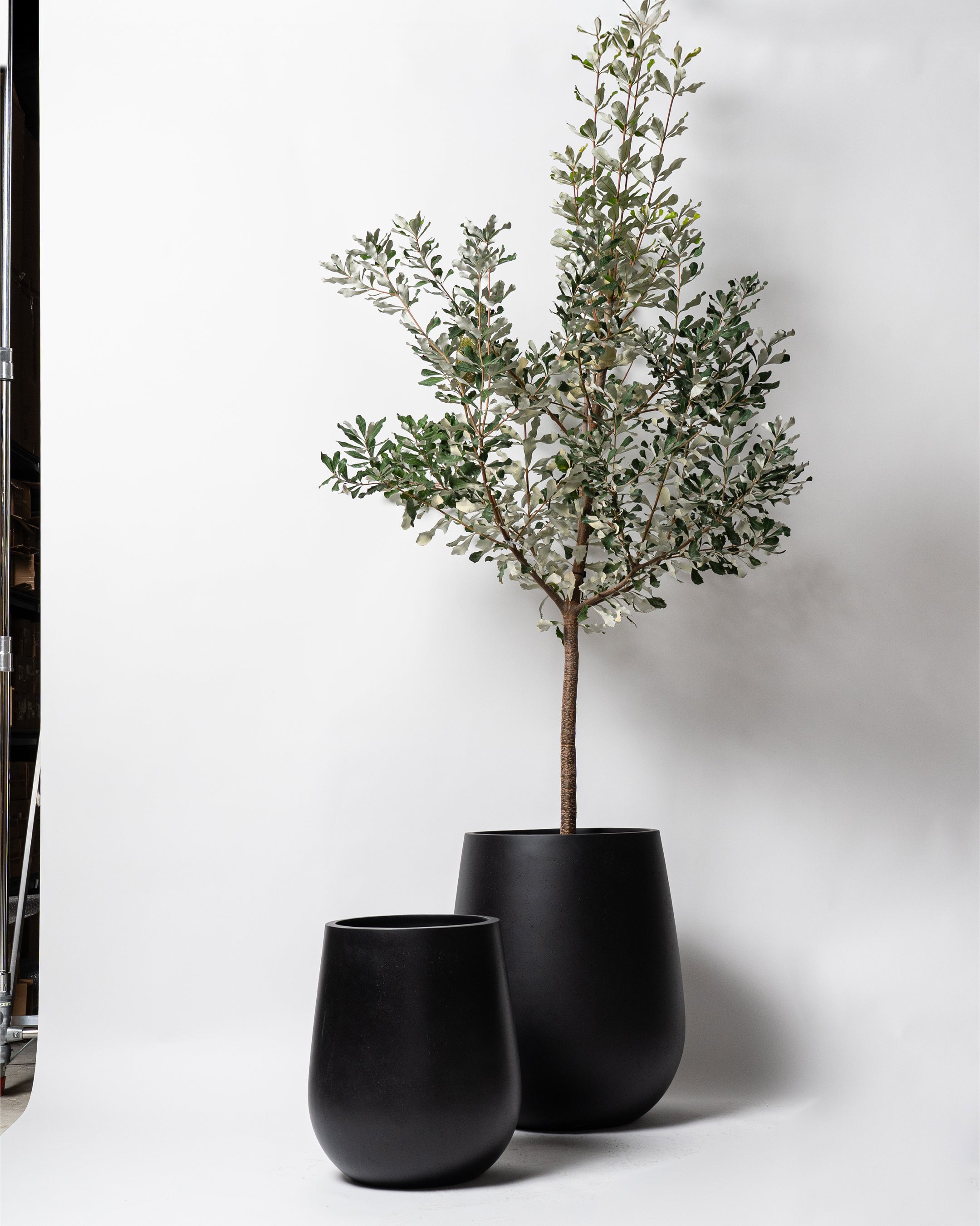Westringia Pot