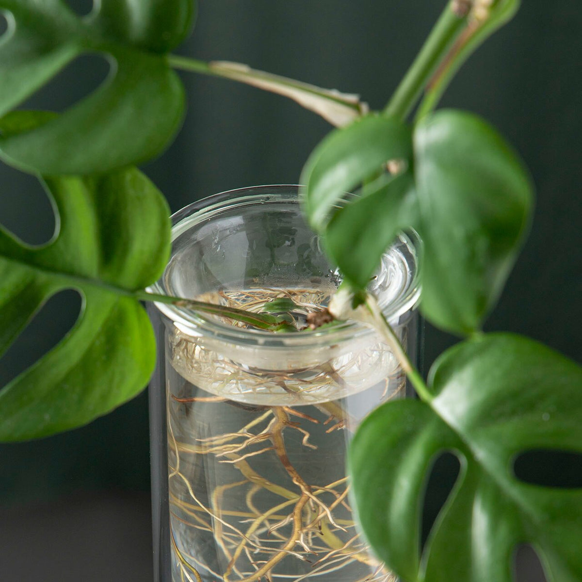 Studio Milligram Propagation Vase Clear