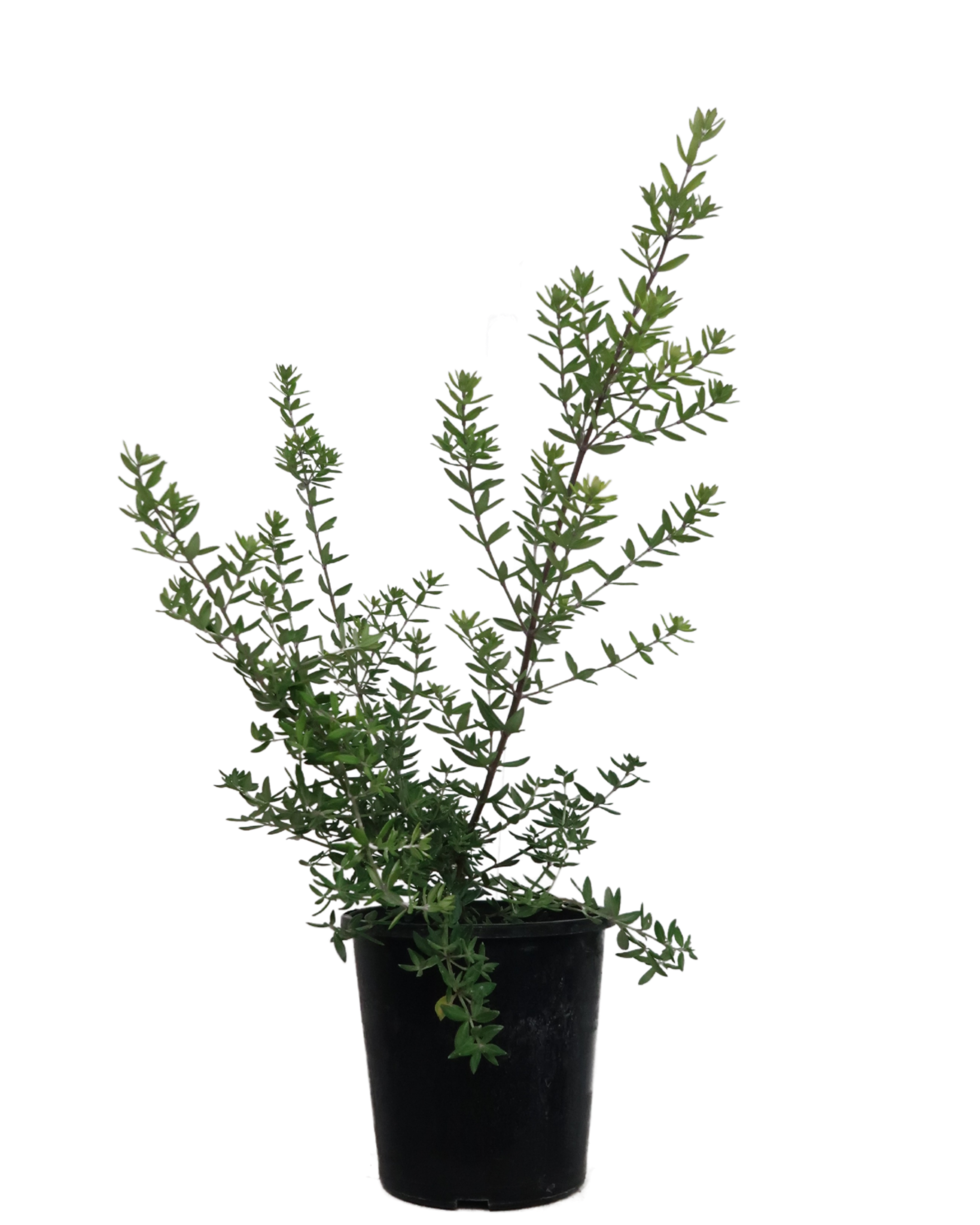 Westringia Naringa