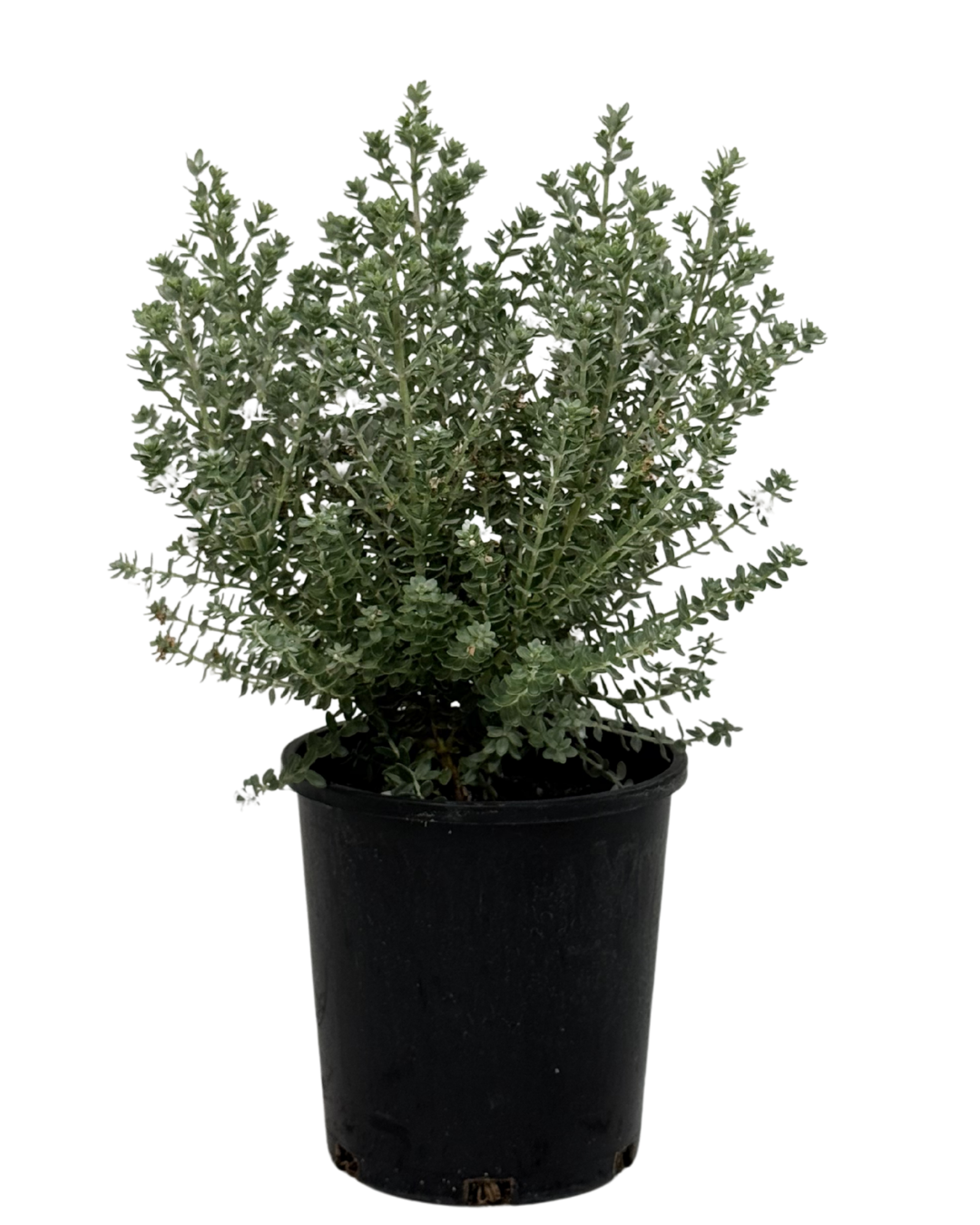 Westringia Grey Box