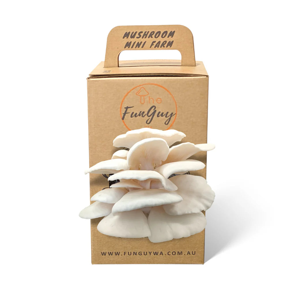 Winter White Oyster Mushroom Grow Kit