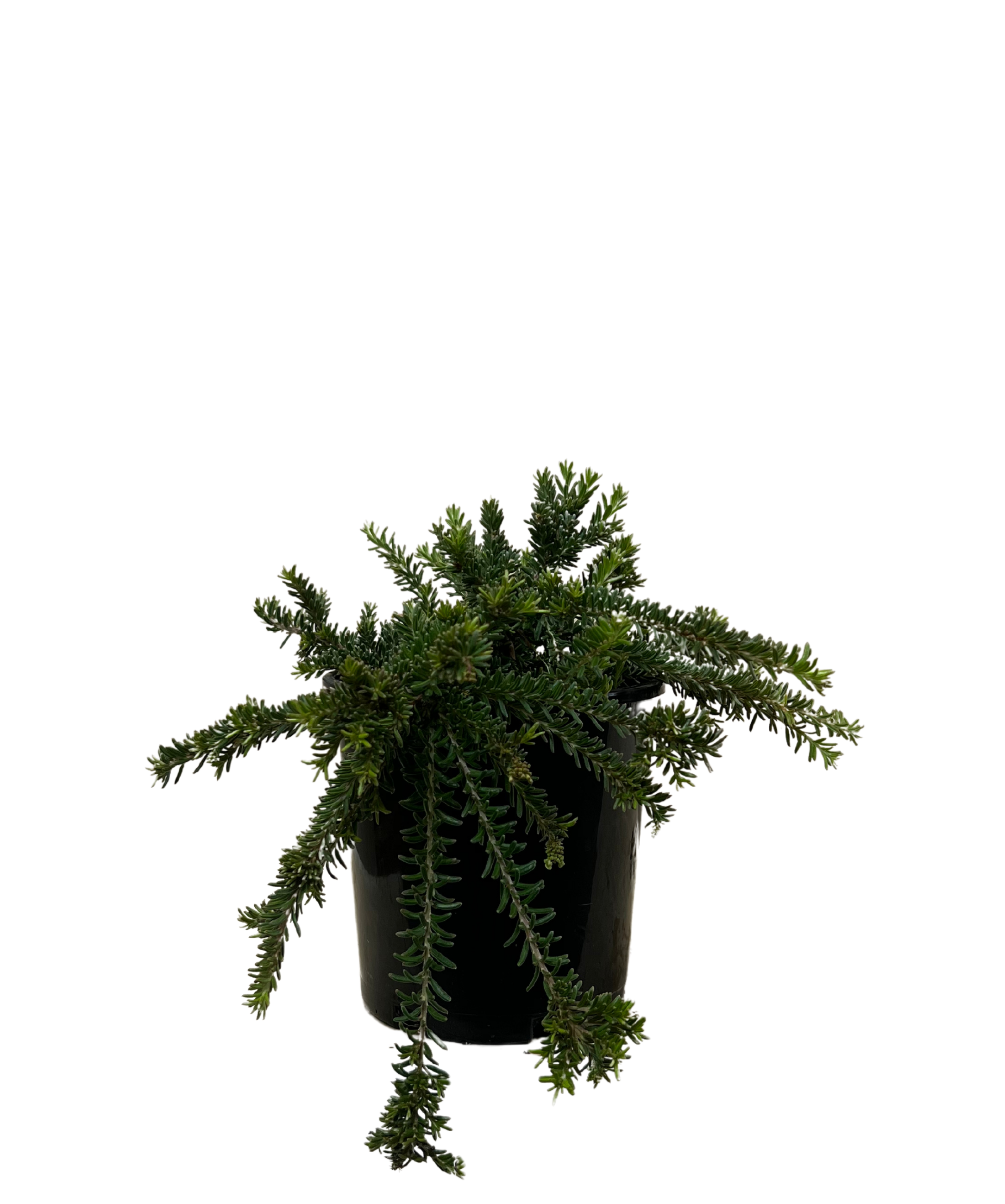 Grevillea Woolley Bear Hero