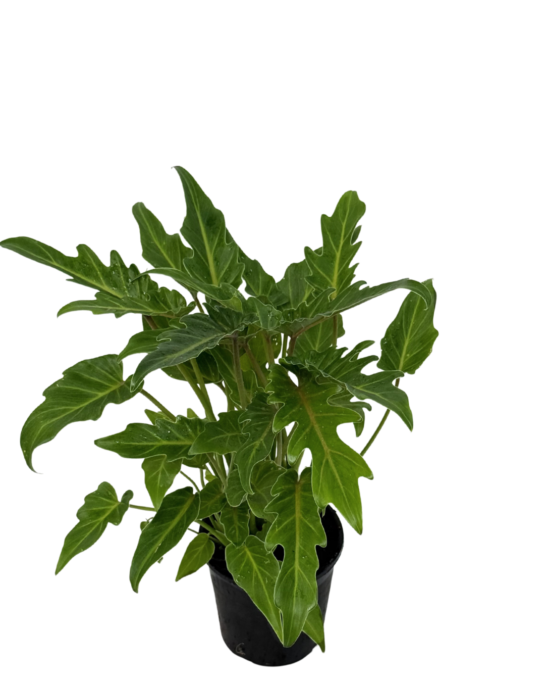 Philodendron Xanadu
