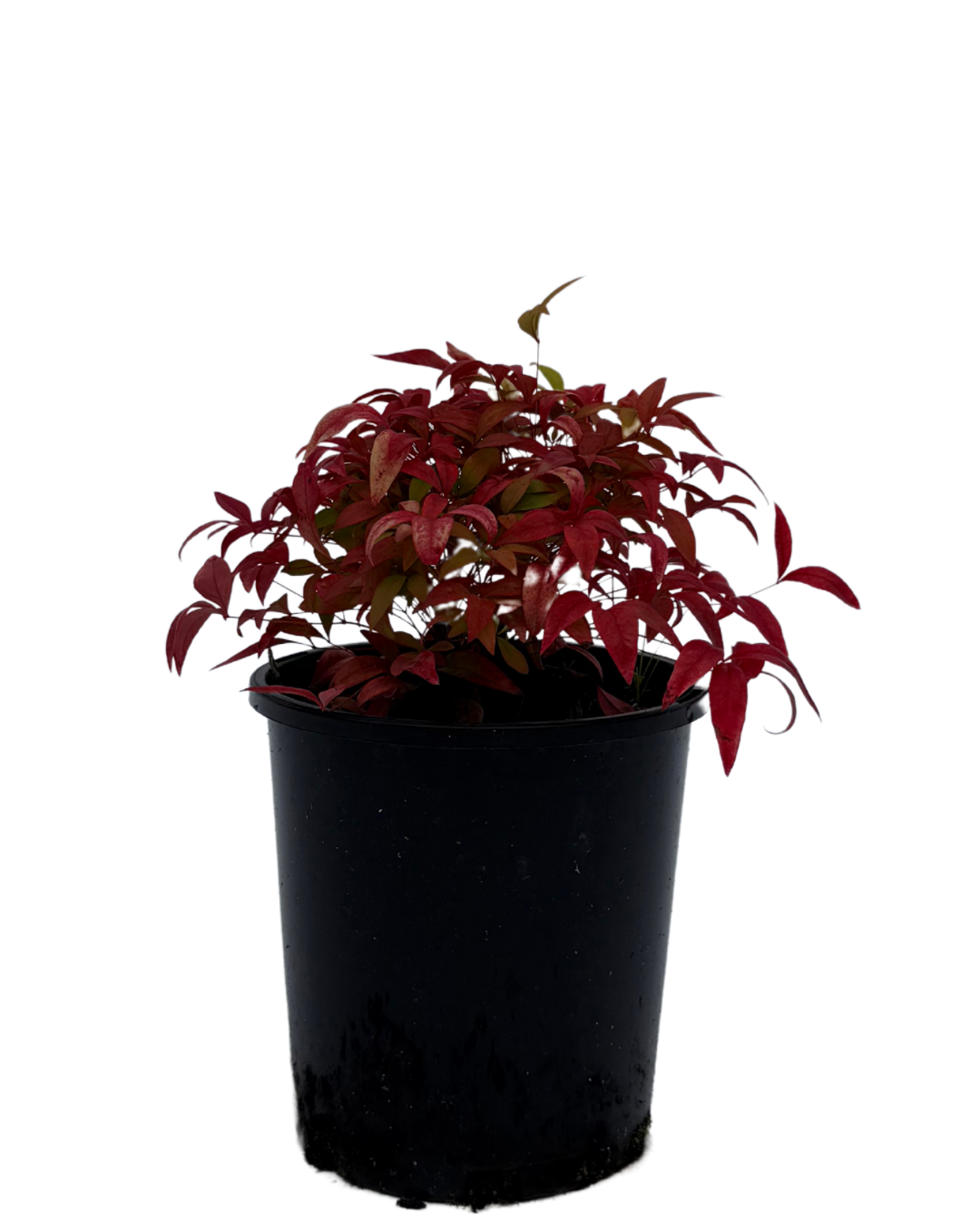 Nandina Domestica Nana