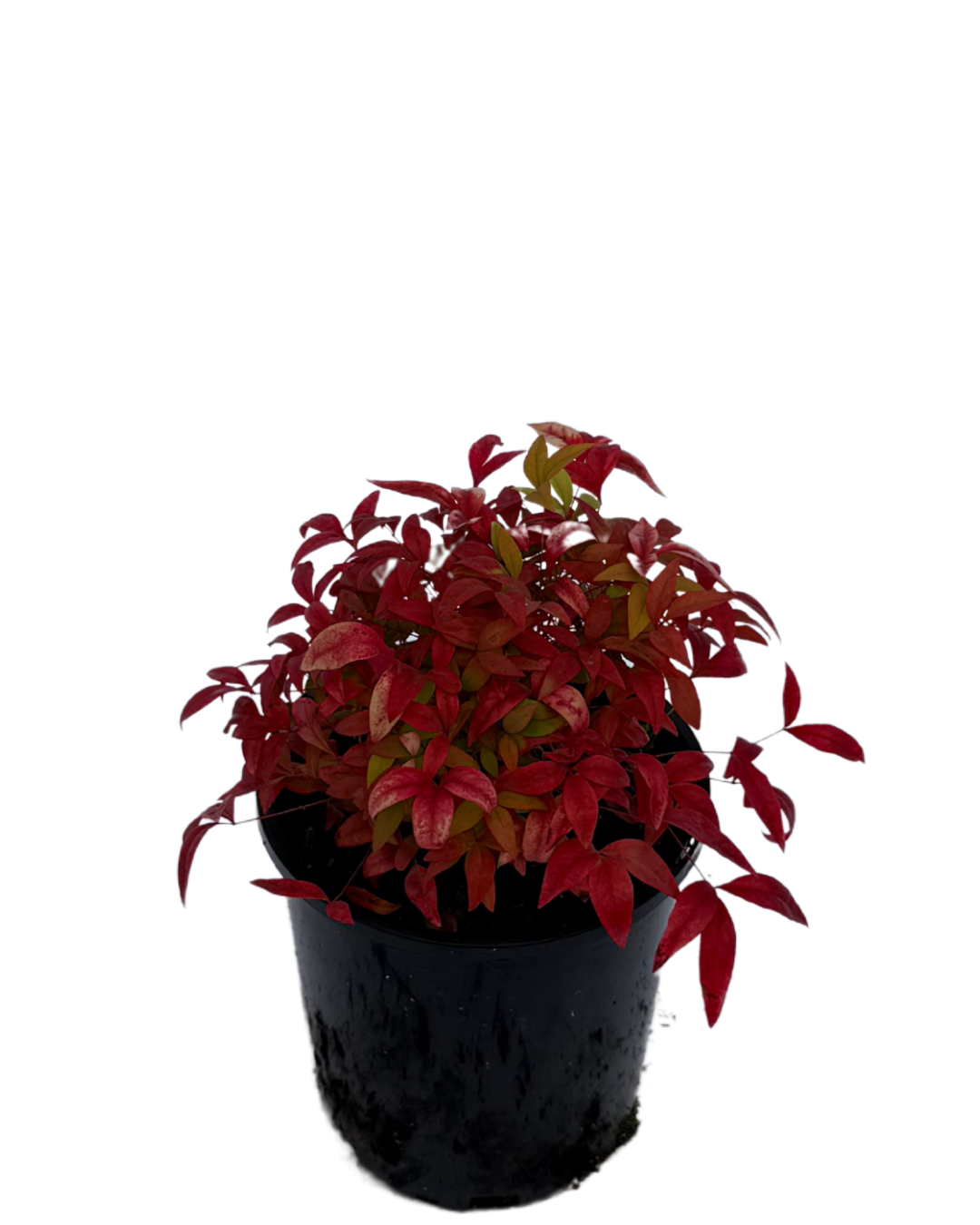 Nandina Domestica Nana