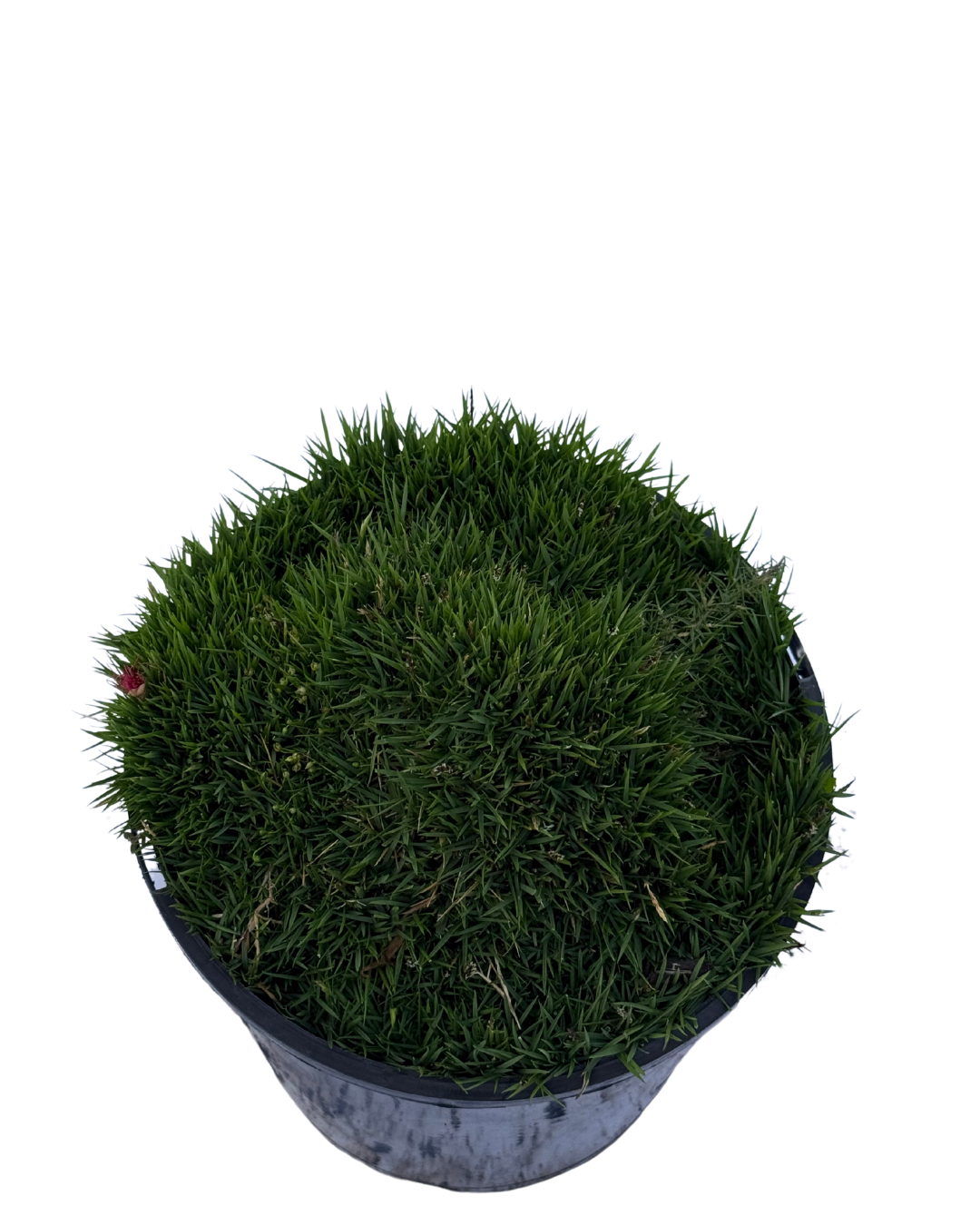 Zoysia Zen