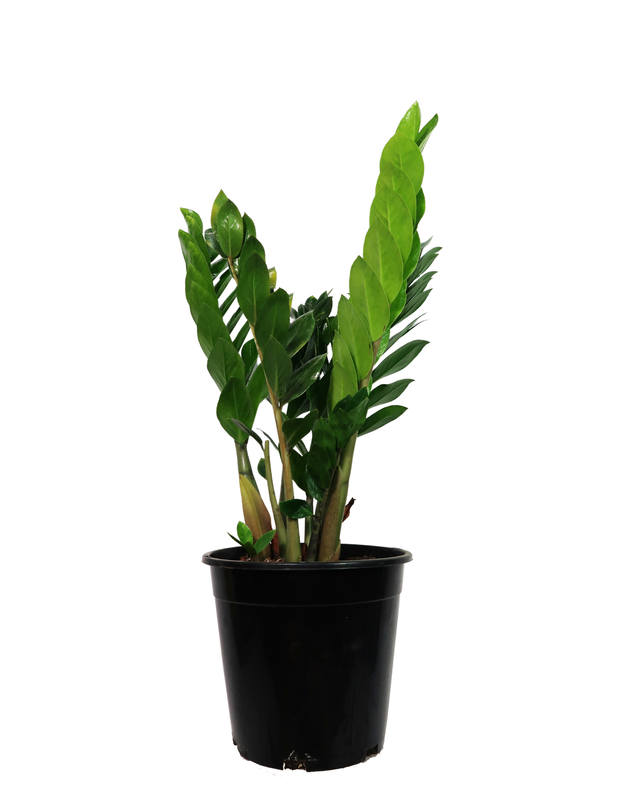 ZZ Plant - Zamioculcas Zamiifolia