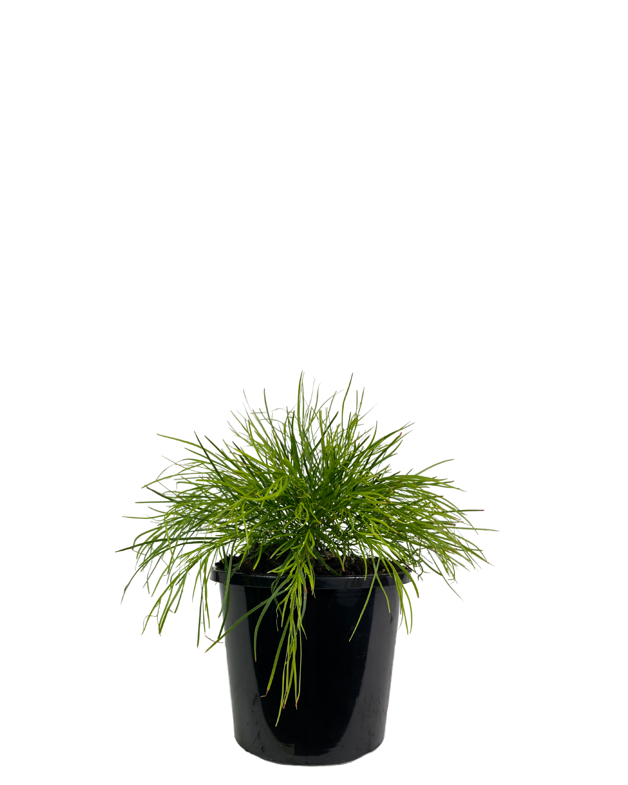 Acacia Cognata Limelight