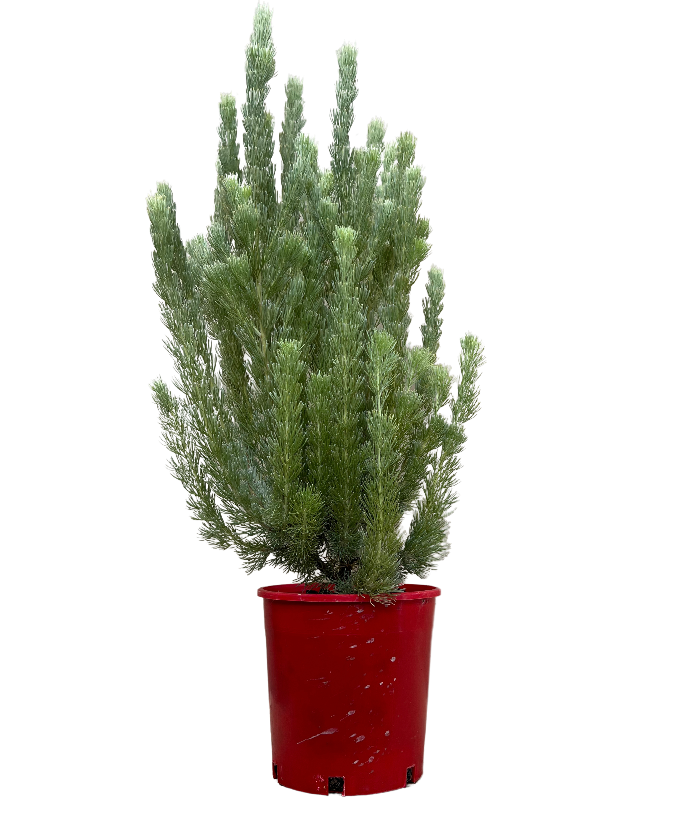 Adenanthos Sericeus Silver Silk