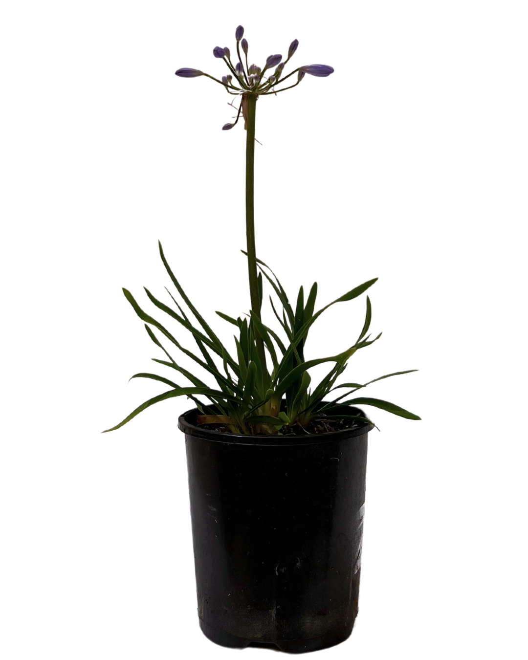 Agapanthus Brilliant Blue