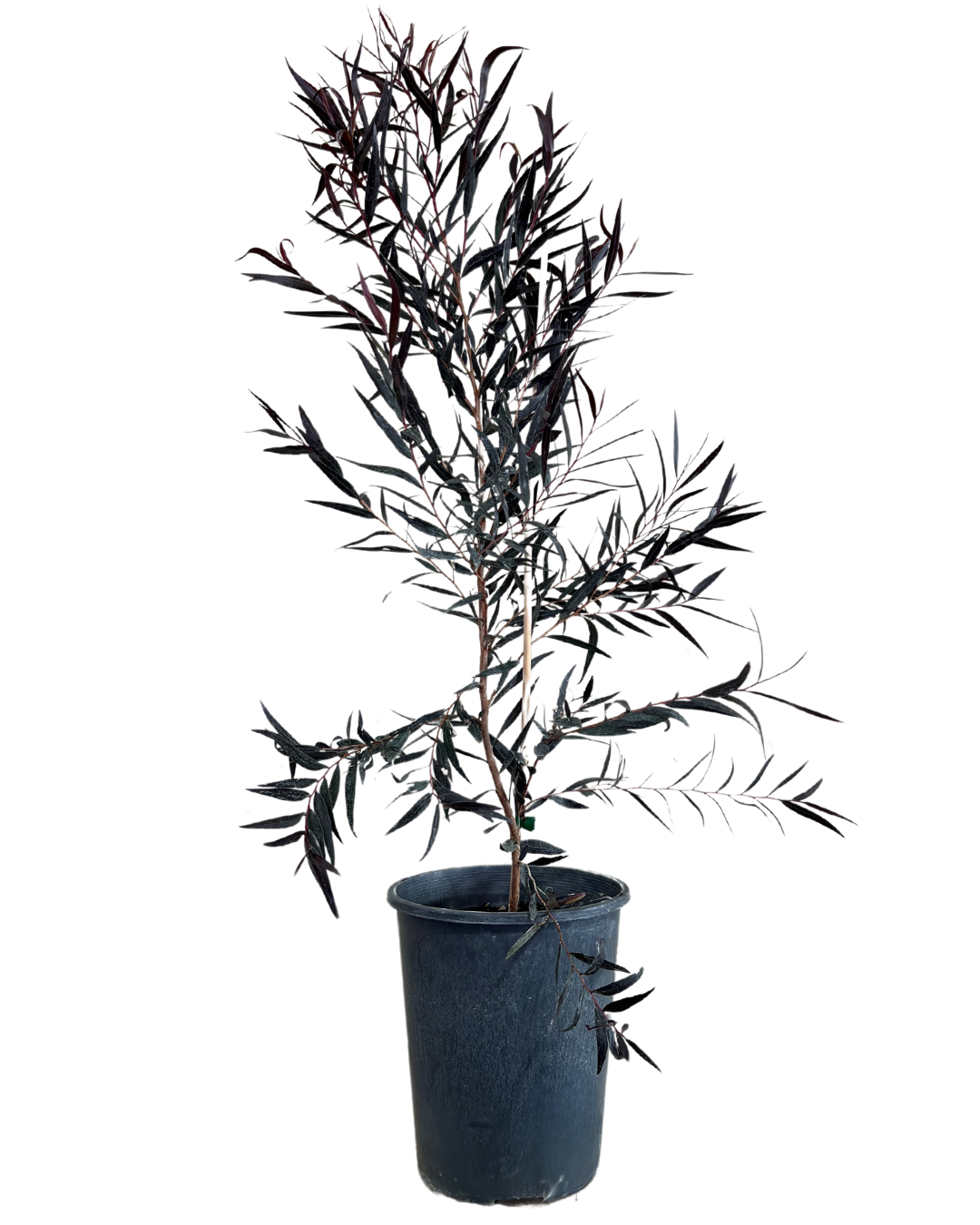 Agonis Flexuosa After Dark