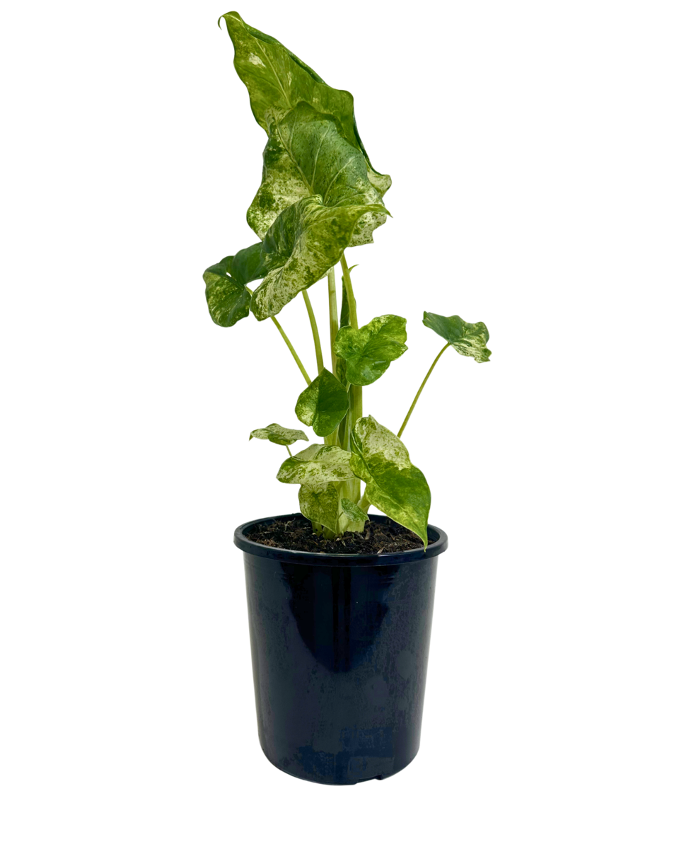 Alocasia Camouflage in a 140mm pot