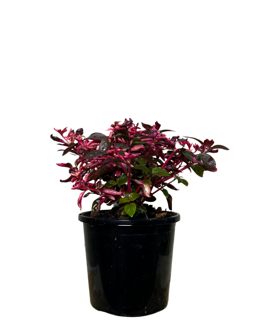 Alternanthera Purple Splash