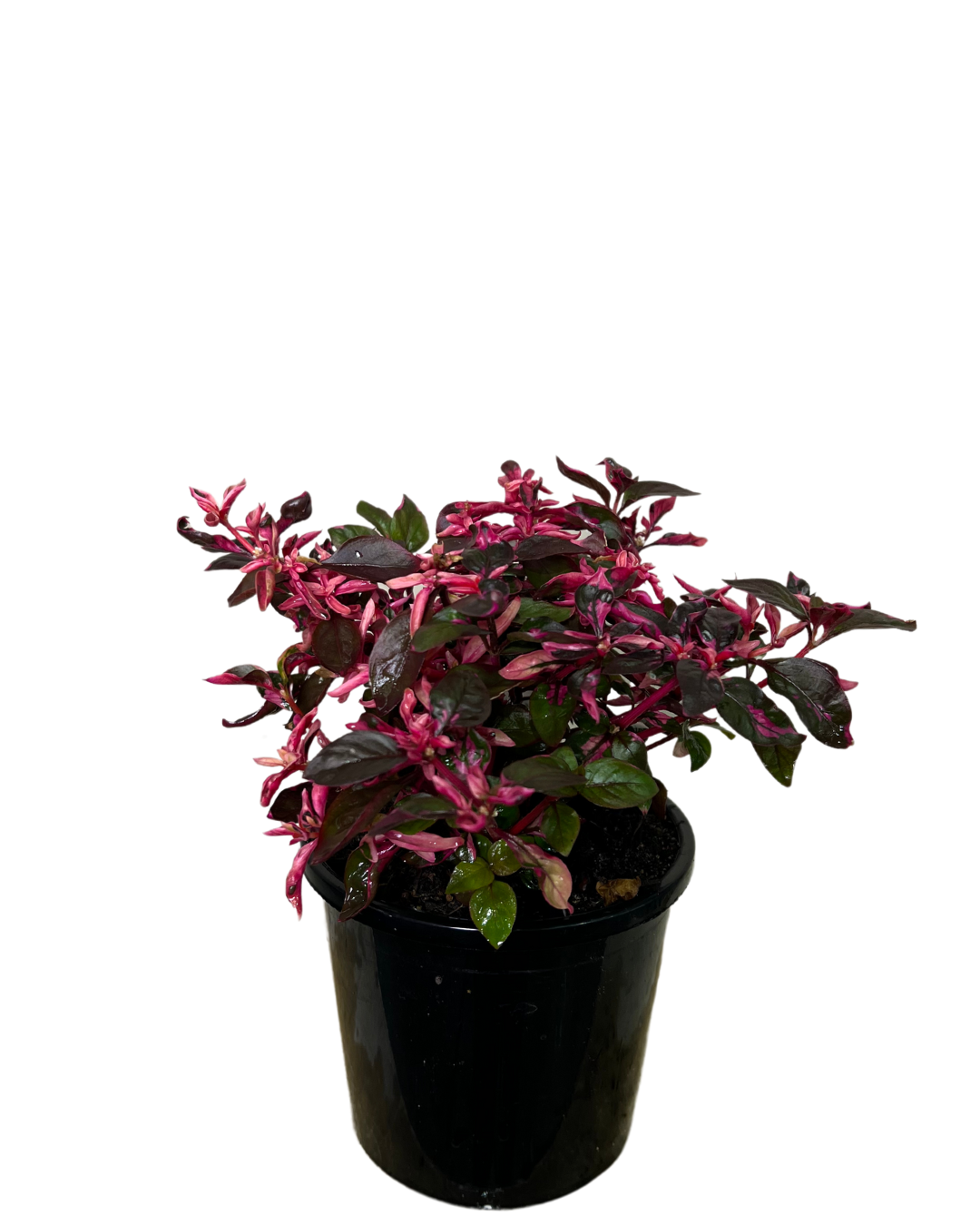 Alternanthera Purple Splash