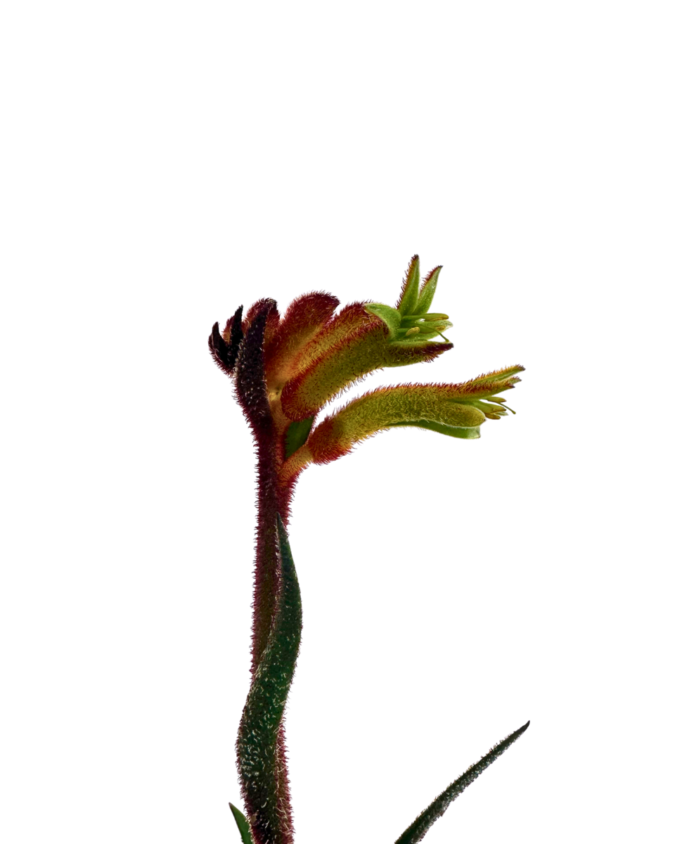 Kangaroo Paw Bush Flare, close view of the flowers