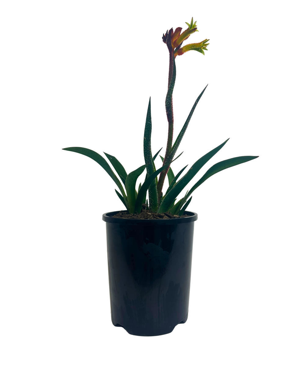 Kangaroo Paw Bush Flare in a 140mm pot